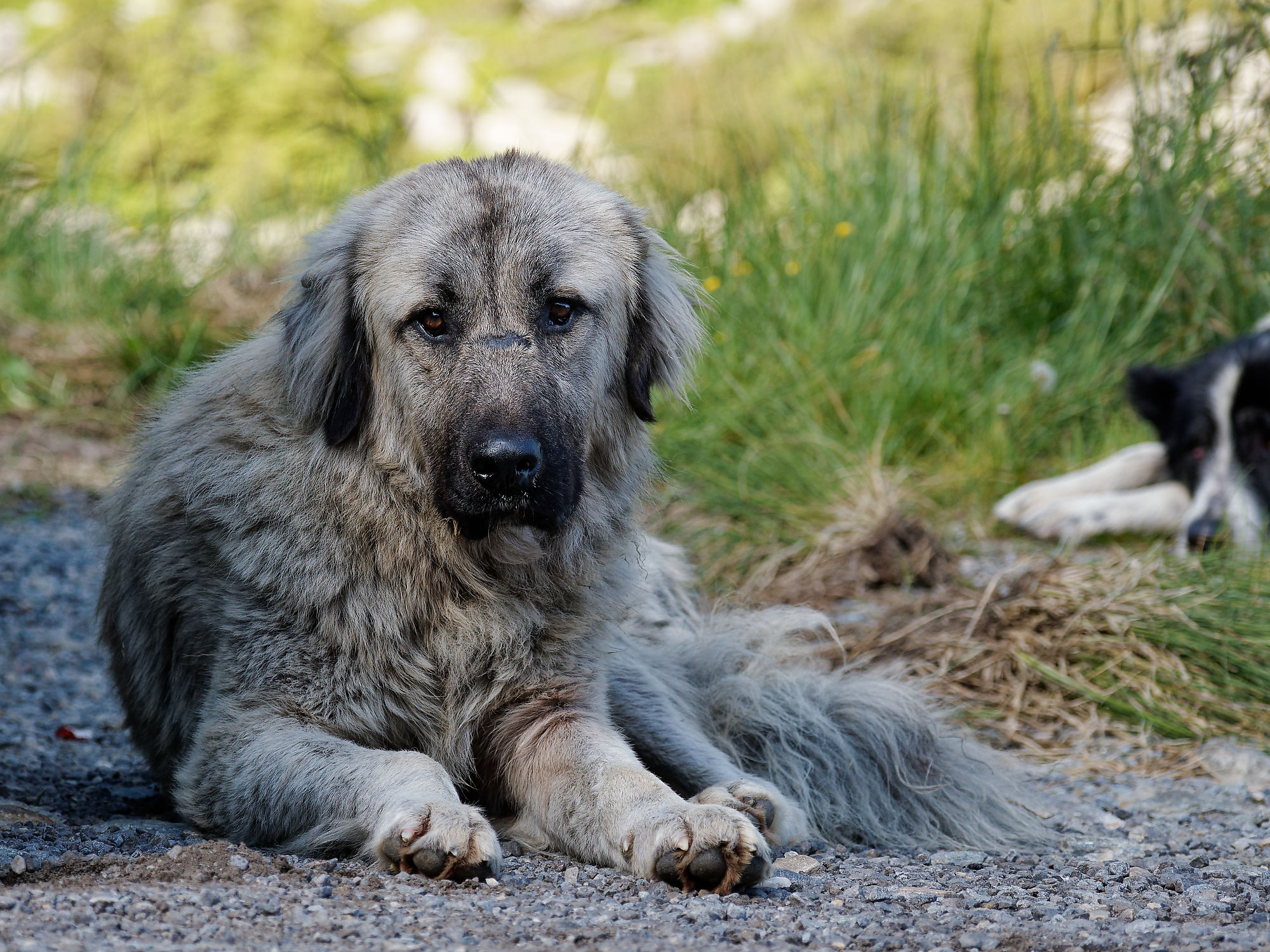Grauer rumänischer Hirtenhund liegt auf Kies. Großer Hund mit traurigem Blick. Rumänien.