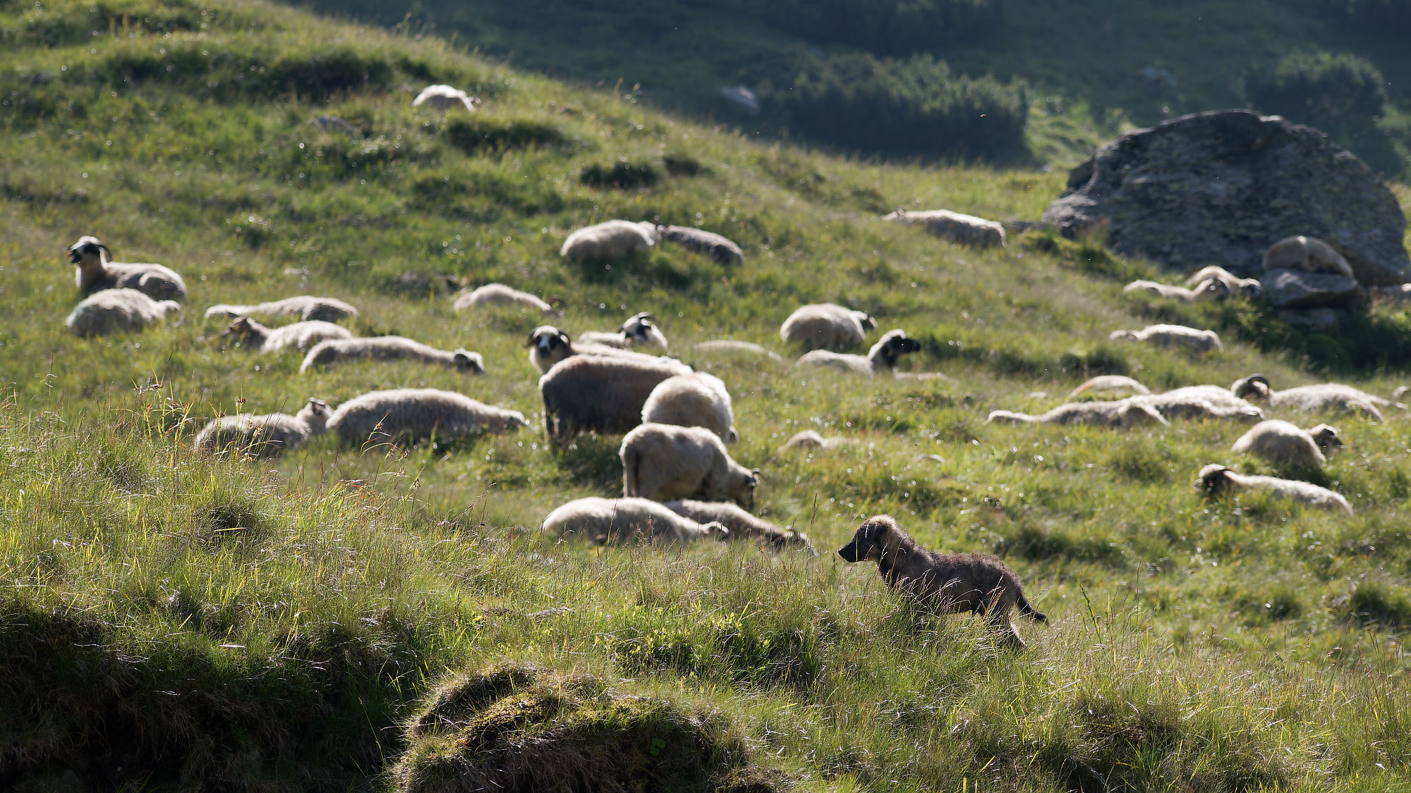 Hirtenhund und Schafherde in den rumänischen Karpaten. Naturlandschaft mit grasbewachsenen Hängen.