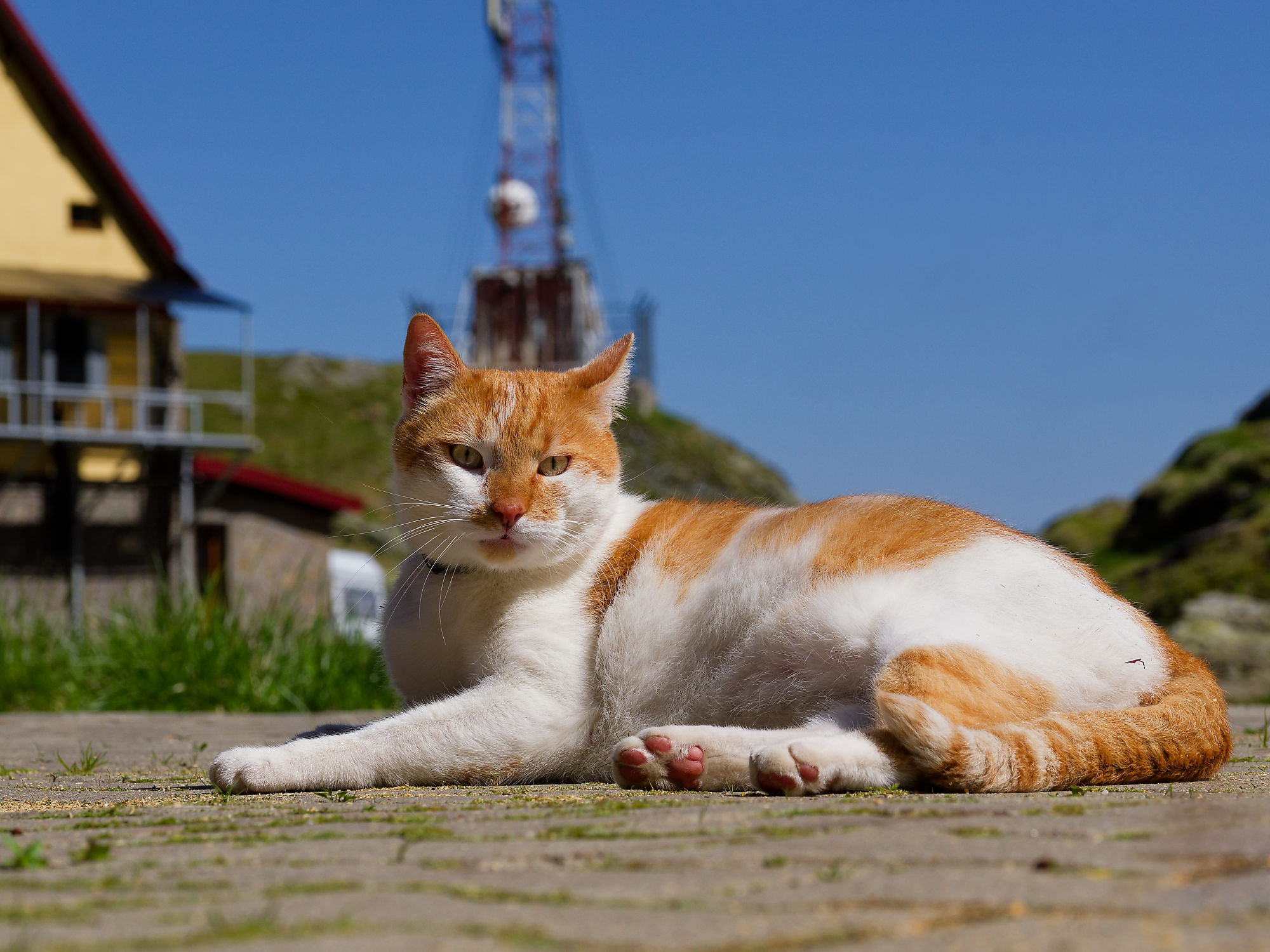 Orange-weiße Katze am Balea-See in den Transsilvanischen Alpen. Süße Hauskatze mit Fellmuster. Katzenfoto.