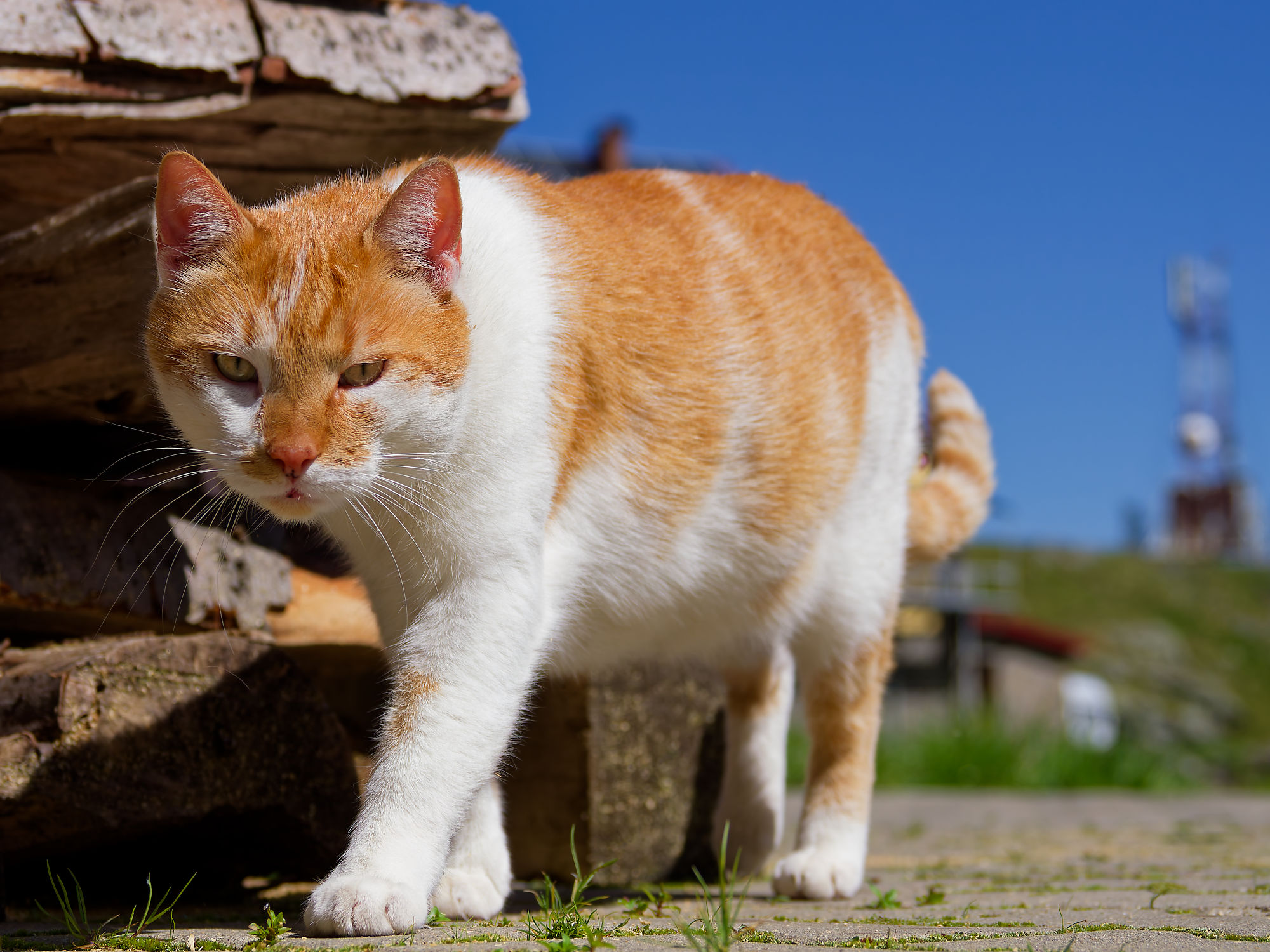 Orange-weiße Katze im Freien. Süße Hauskatze mit Fellmuster. Katzenfoto.