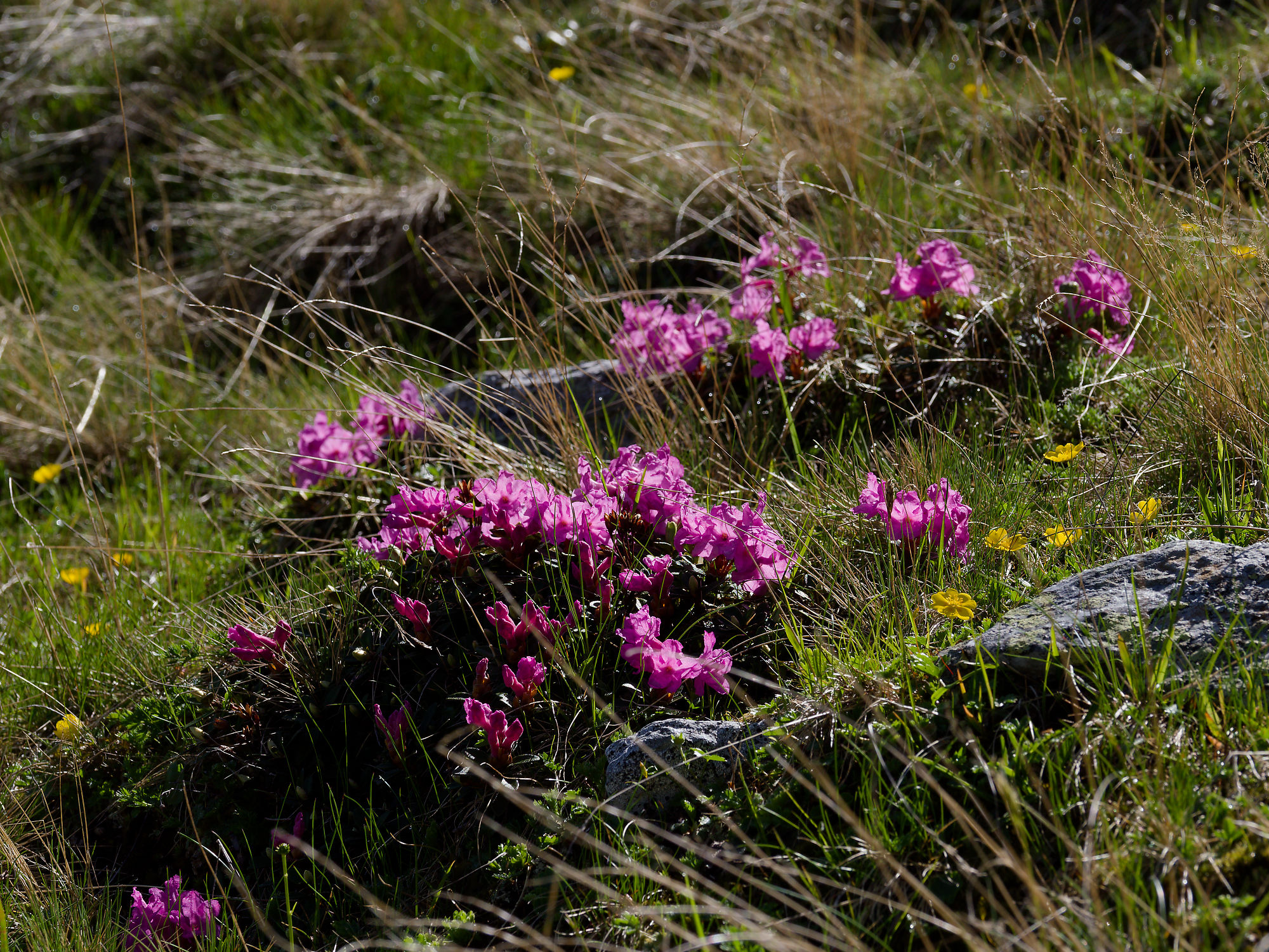 Alpenrosen, Făgăraș-Gebirge in den rumänischen Karpaten. Naturlandschaft mit grasbewachsenen Hängen. Transfăgărășan, die Transfogarascher Hochstraße