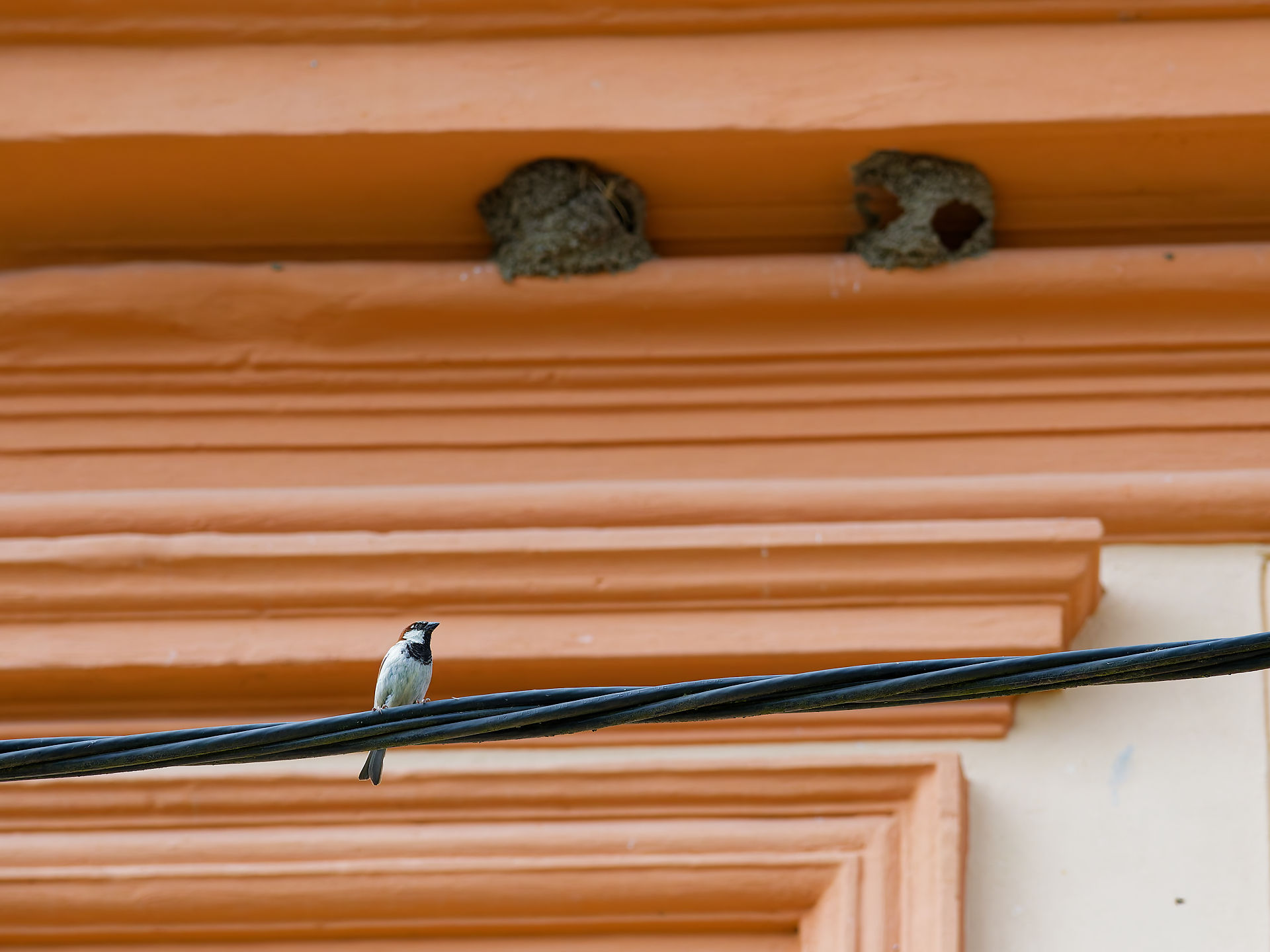 Spatz auf Stromkabel, Viscri, Rumänien. Vogel und Schwalbennester an Gebäude. Natur und Tierwelt.