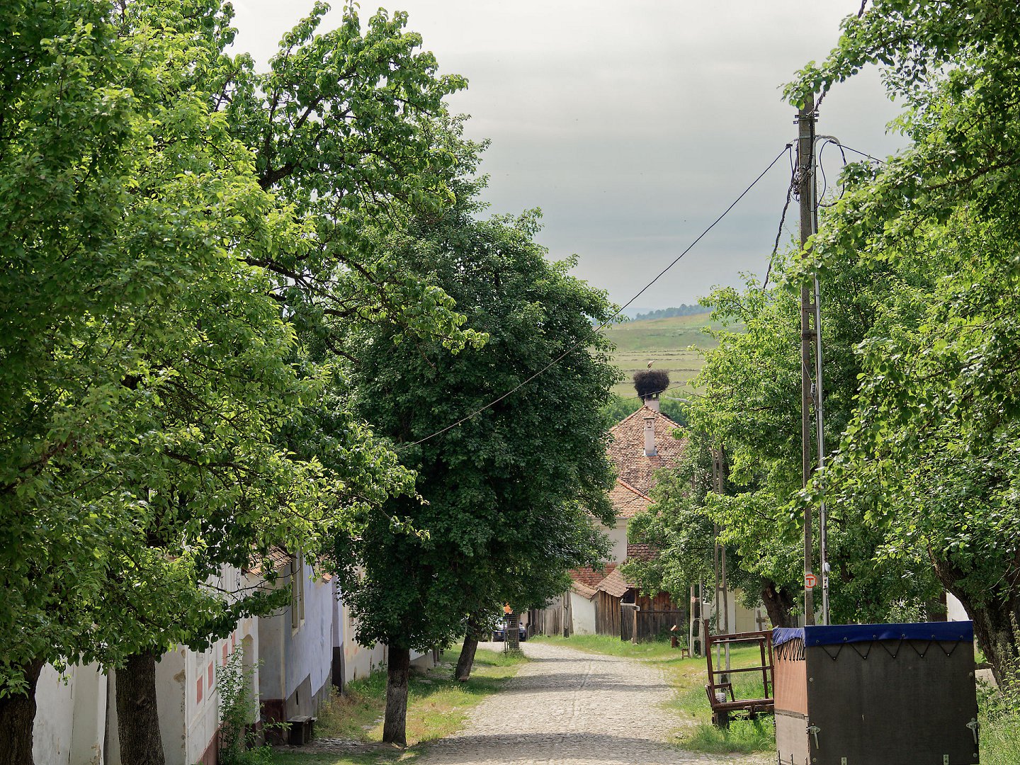 Dorfstraße in Viscri, Rumänien. Kopfsteinpflasterweg, Bäume, Storchennest auf Dach. Ländliche Idylle, Siebenbürgen.