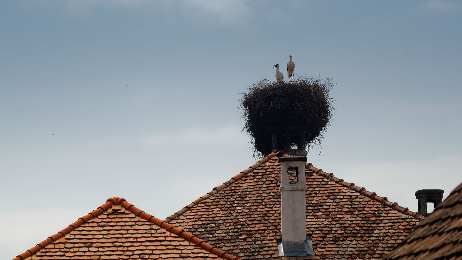 Storchennest auf Dach in Viscri, Rumänien. Zwei Störche im Nest. Ziegeldach im Vordergrund.