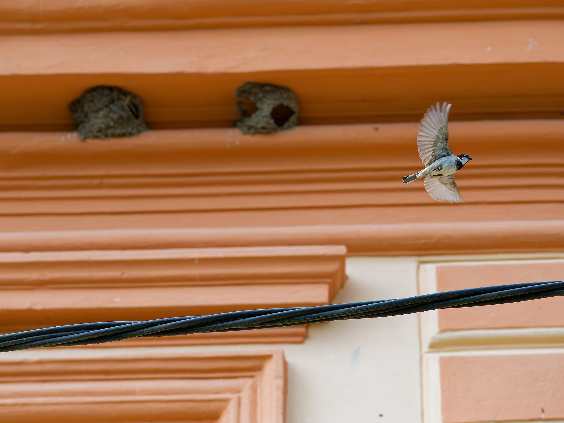 Schwalbe im Flug vor Haus in Viscri, Rumänien. Vogel und Nester an Fassade. Ländliche Szene.
