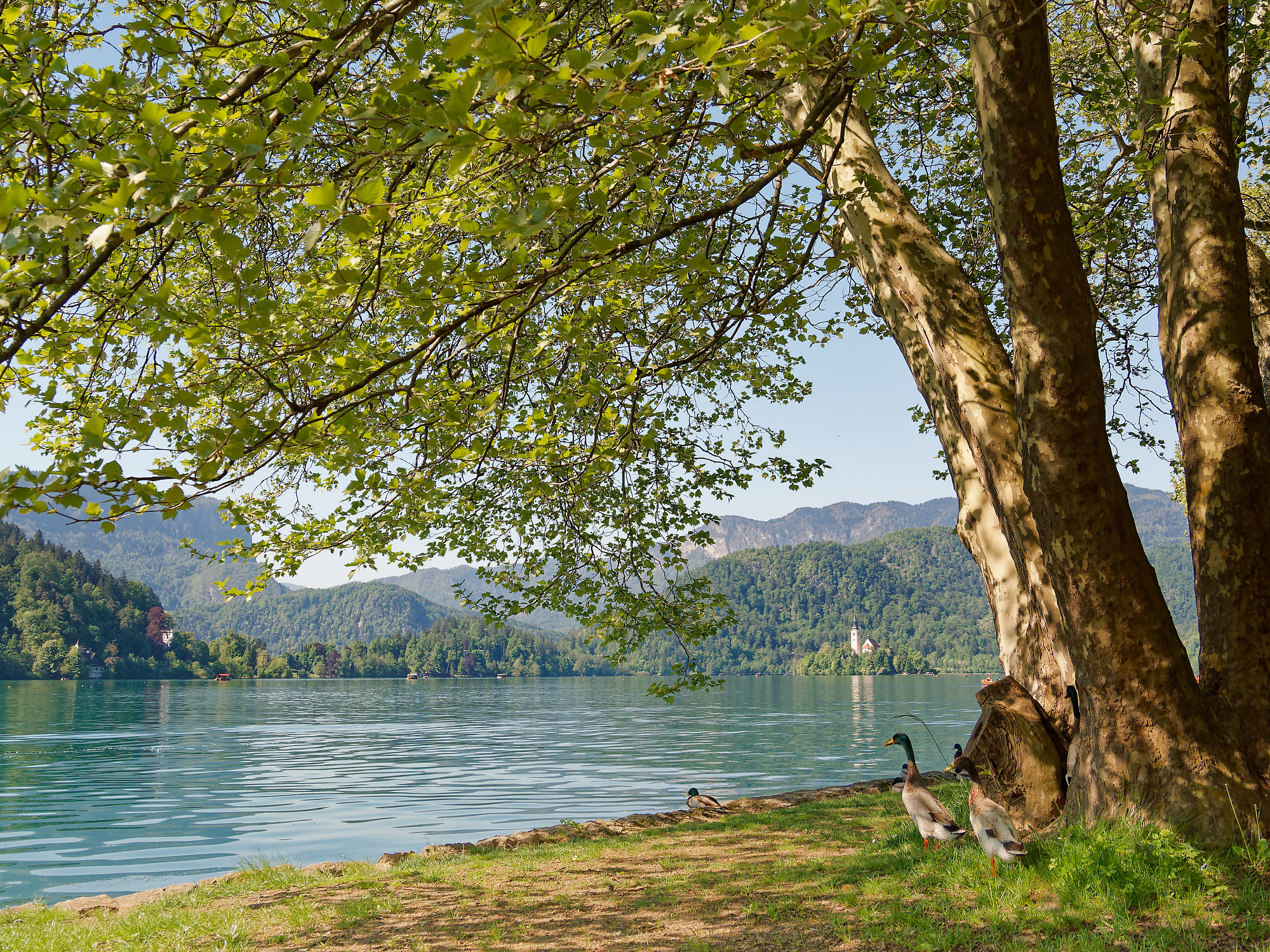 Bleder See, Slowenien. Enten am Ufer mit Blick auf die Insel und Berge.