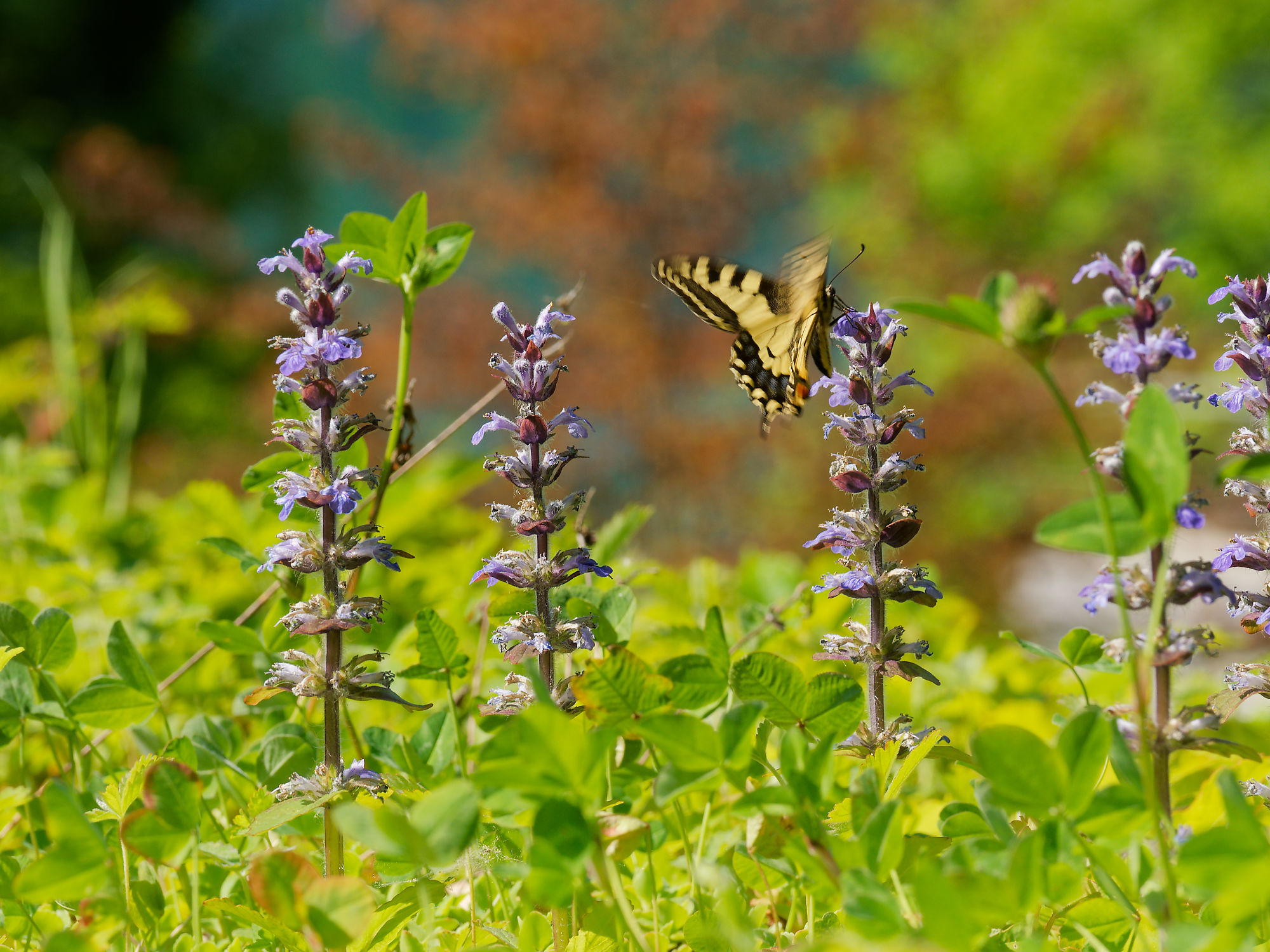 Schwalbenschwanz Schmetterling auf lila Blüte in Bled, Slowenien. Naturfotografie.