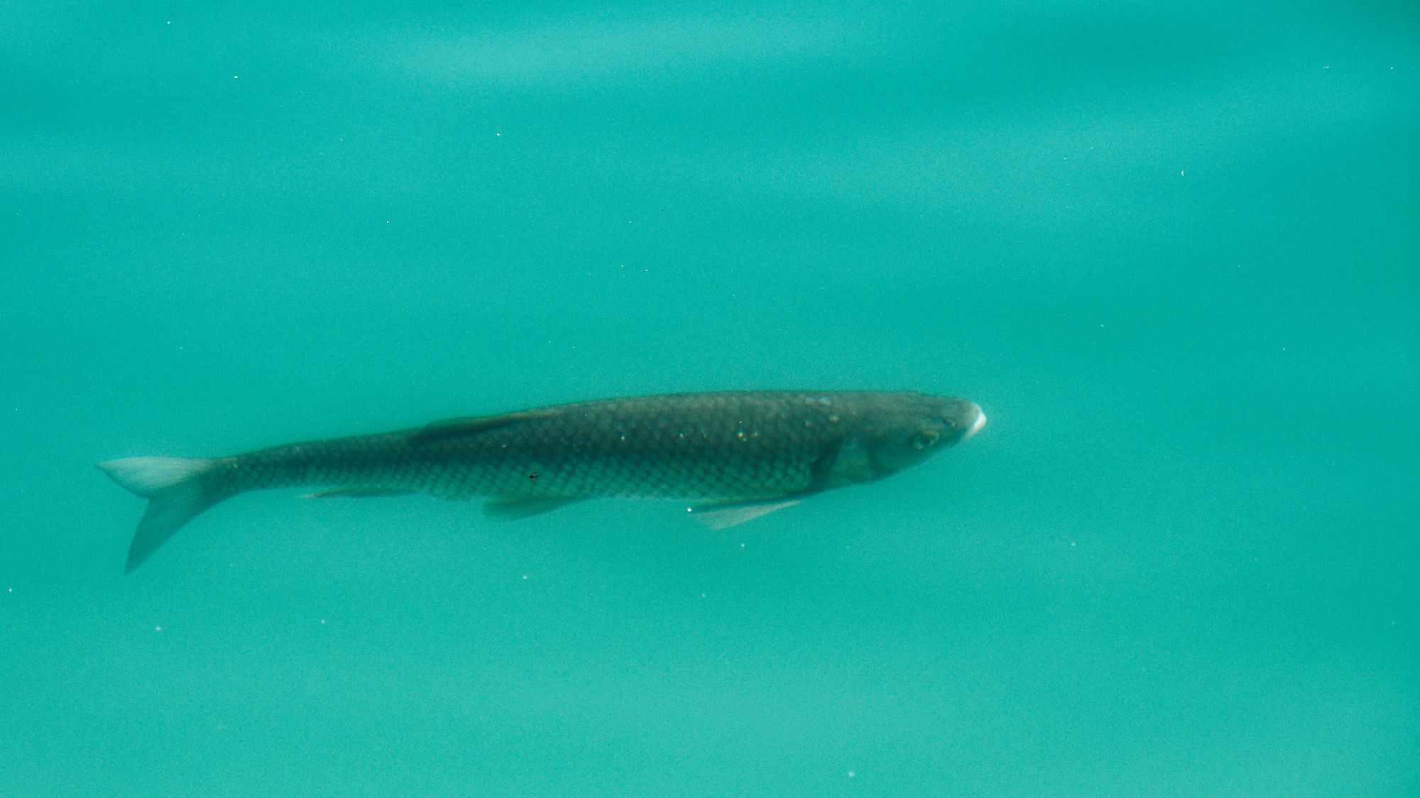 Fisch im Bleder See, Slowenien. Klares Wasser.