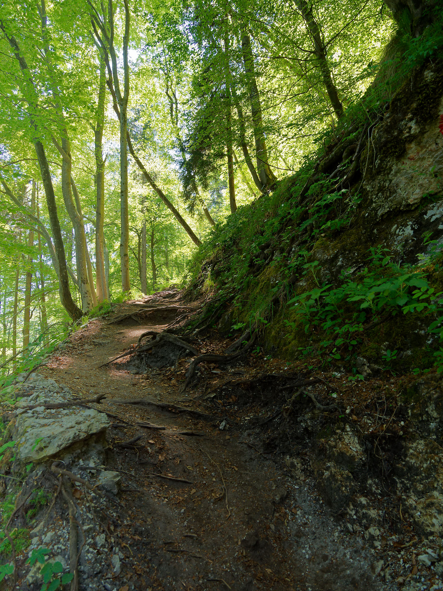 Wanderweg durch grünen Wald in Bled, Slowenien. Naturpfad mit Bäumen und Wurzeln.
