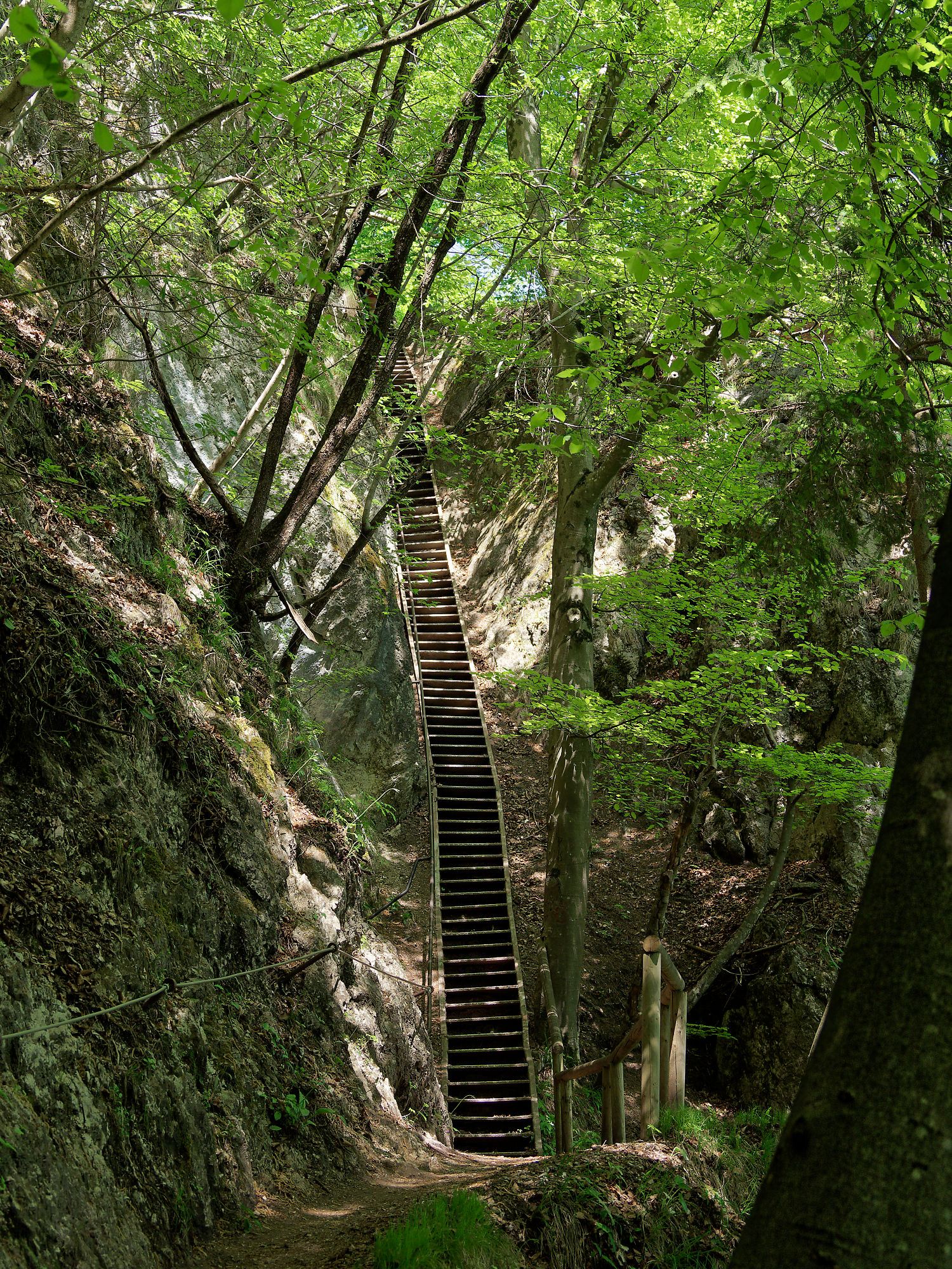 Lange Holztreppe im Wald von Bled, Slowenien. Natur und Wanderung.