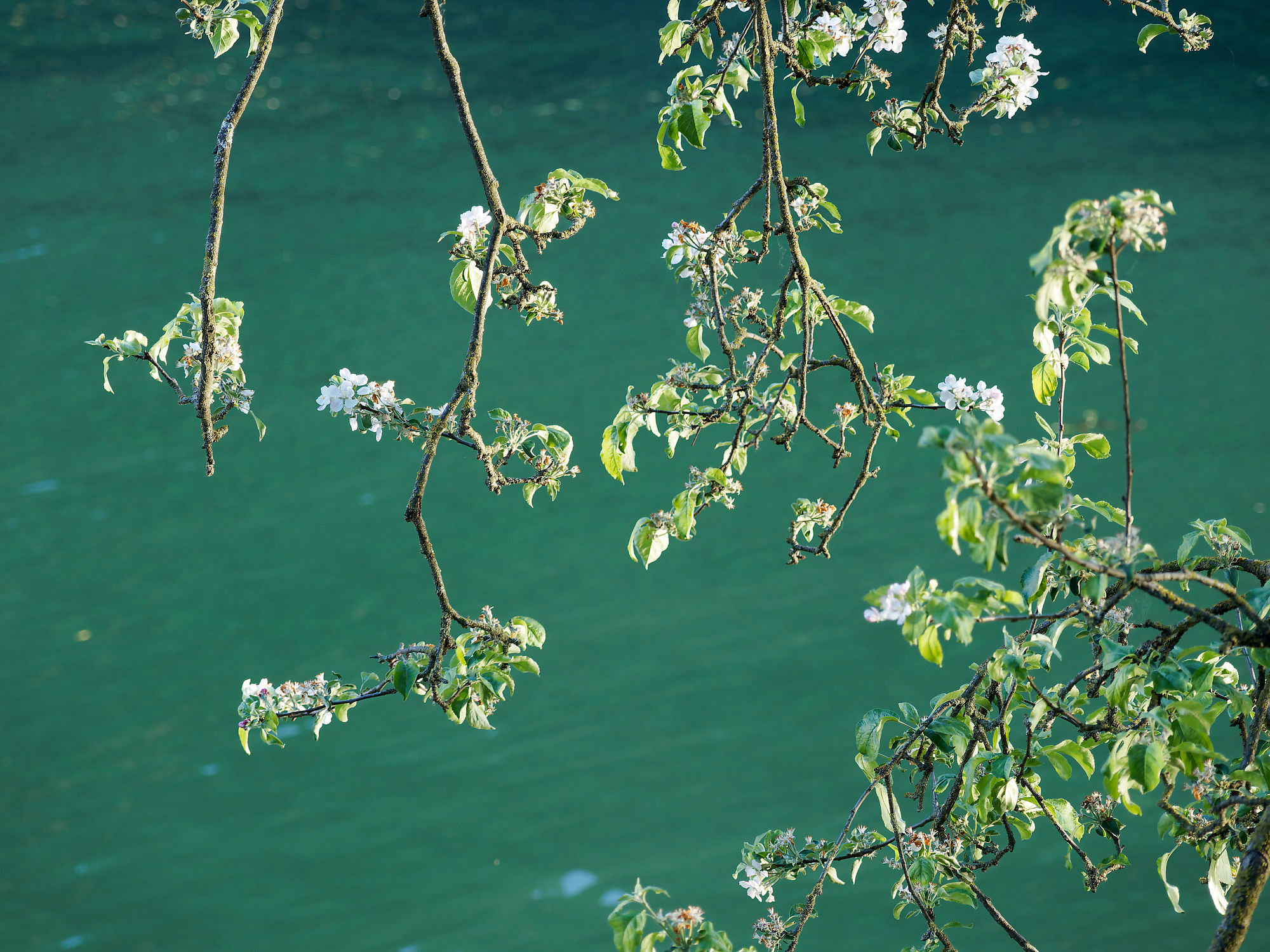 Blühende Zweige über smaragdgrünem Wasser in Slowenien. Natur, Frühling.