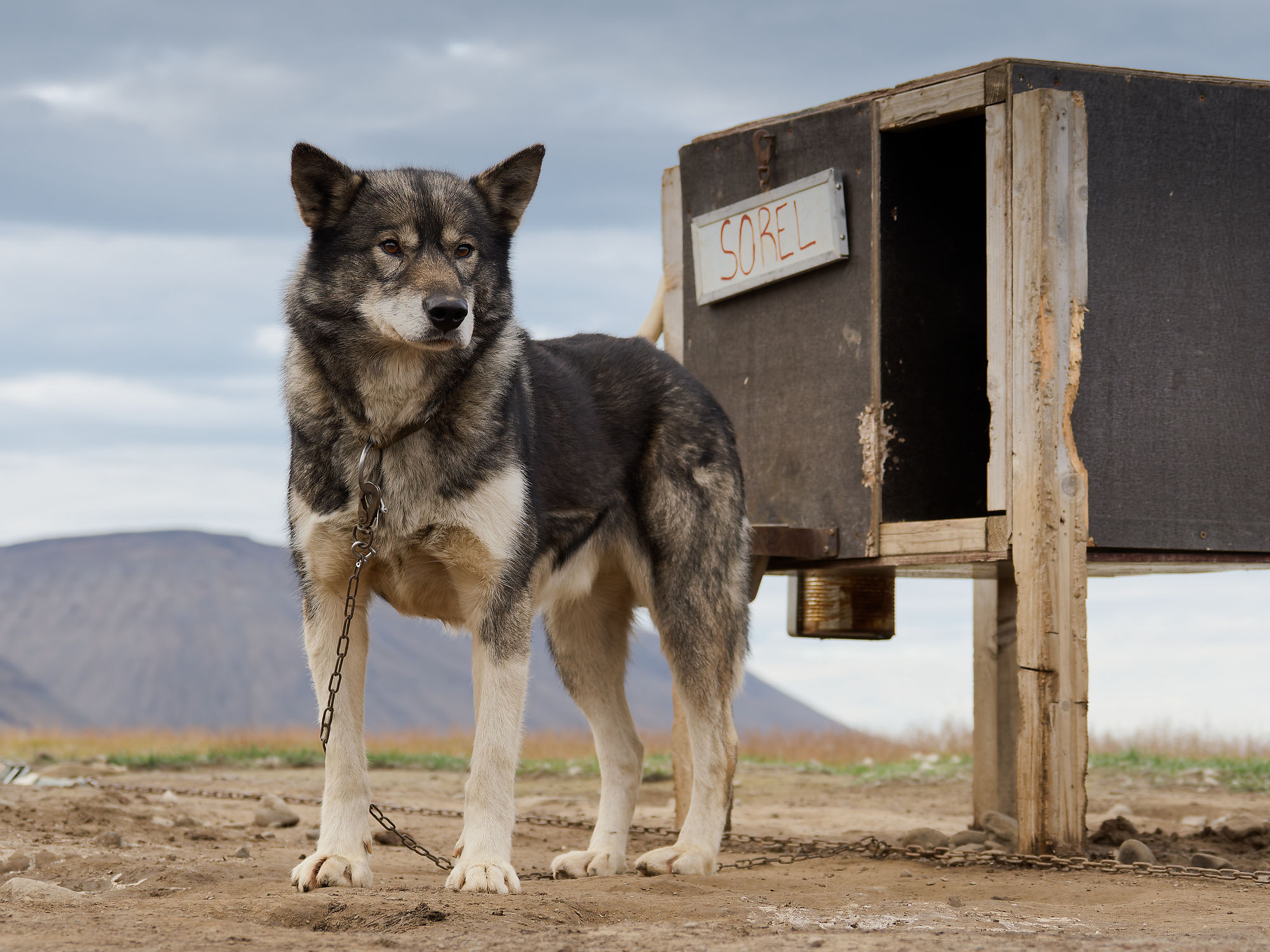 Schlittenhund Sorel am Camp Barentz, Spitzbergen. Hund mit Kette und Hundehütte. Arktische Landschaft.