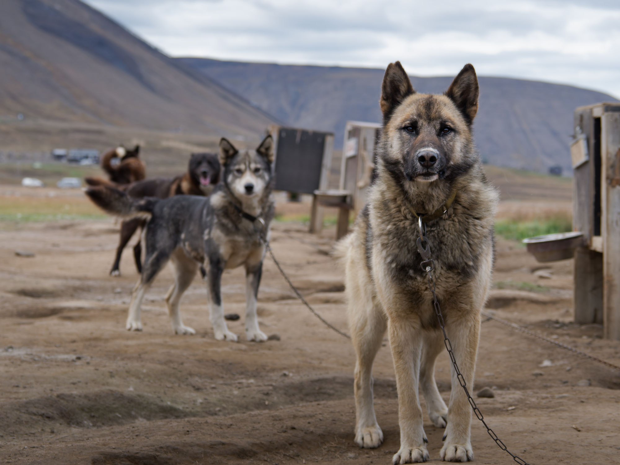 Schlittenhunde in Camp Barentz, Spitzbergen. Arktische Hunde mit Ketten im Vordergrund. Bergige Landschaft.