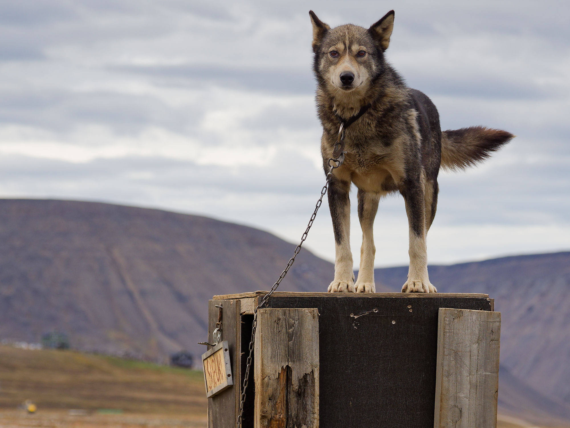 Husky Hund auf Kiste in Camp Barentz, Spitzbergen. Arktische Tierwelt, Hundeschlitten.