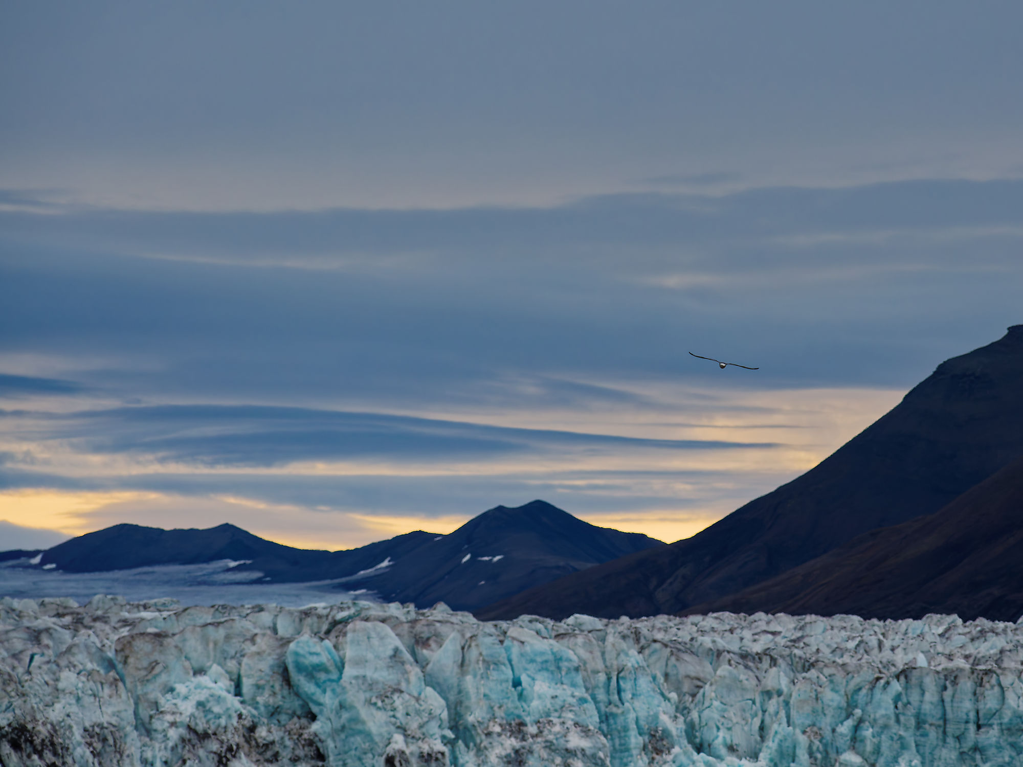 Eisberg und Berge im Isfjorden, Spitzbergen. Vogel im arktischen Himmel. Blaue Eislandschaft.