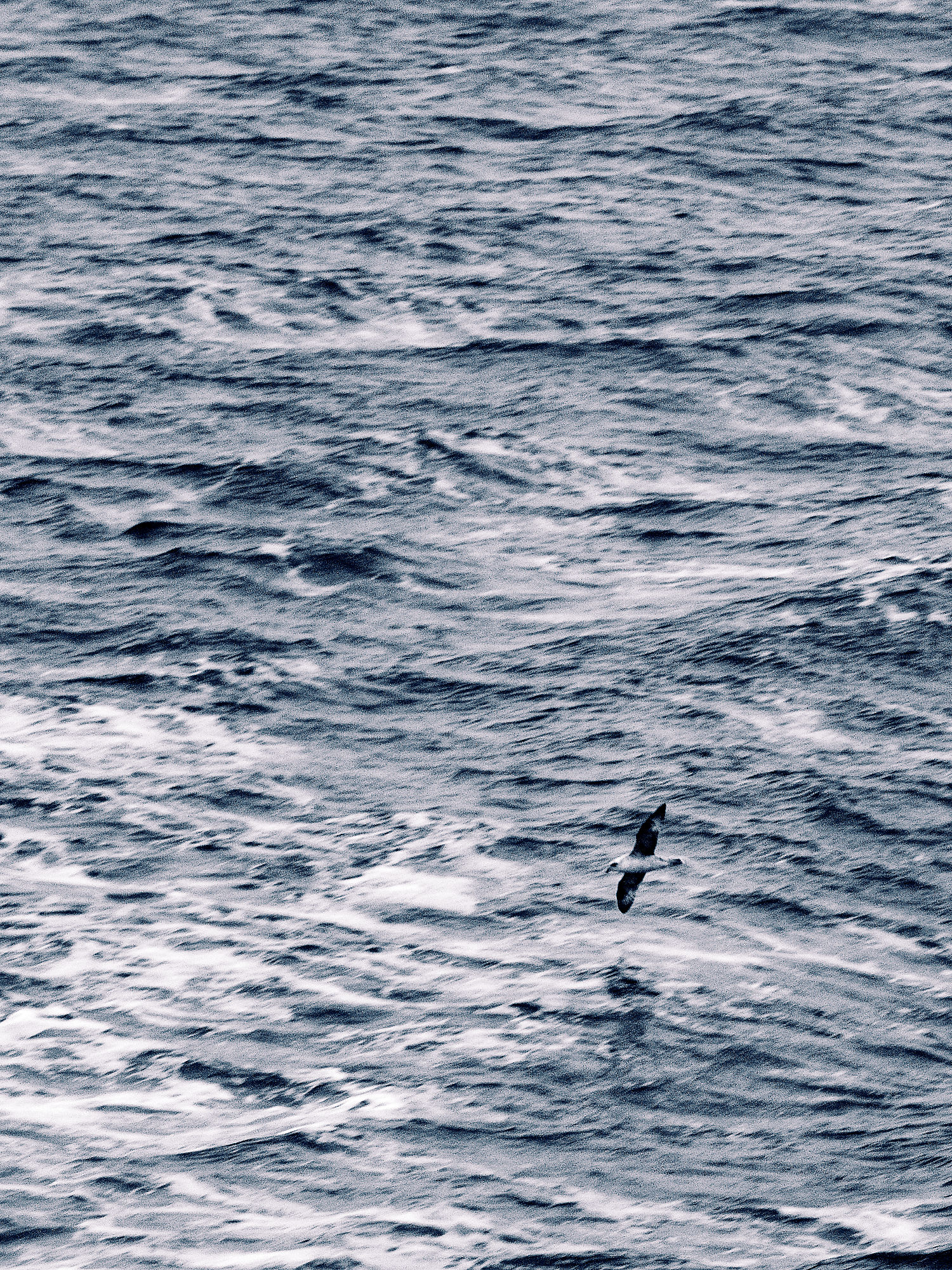 Ein Sturmvogel fliegt über das dunkle, wellige Meer. Isfjorden Landschaft.