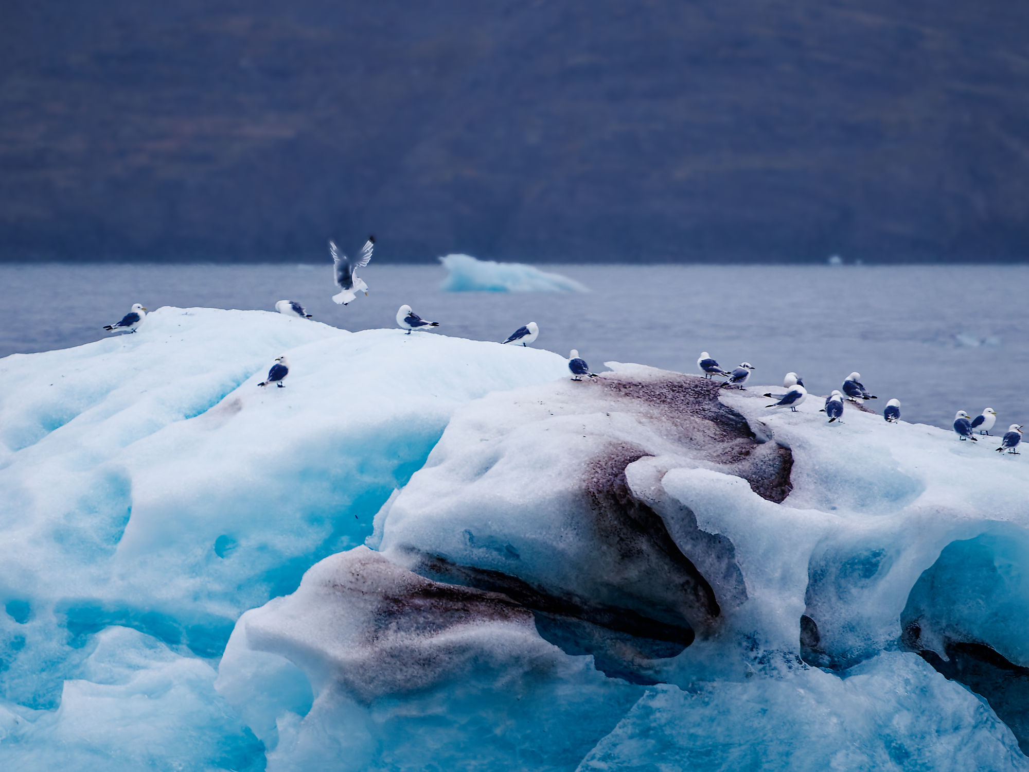 Eisberg im Kongsfjord, Spitzbergen, mit Möwen. Arktische Landschaft.