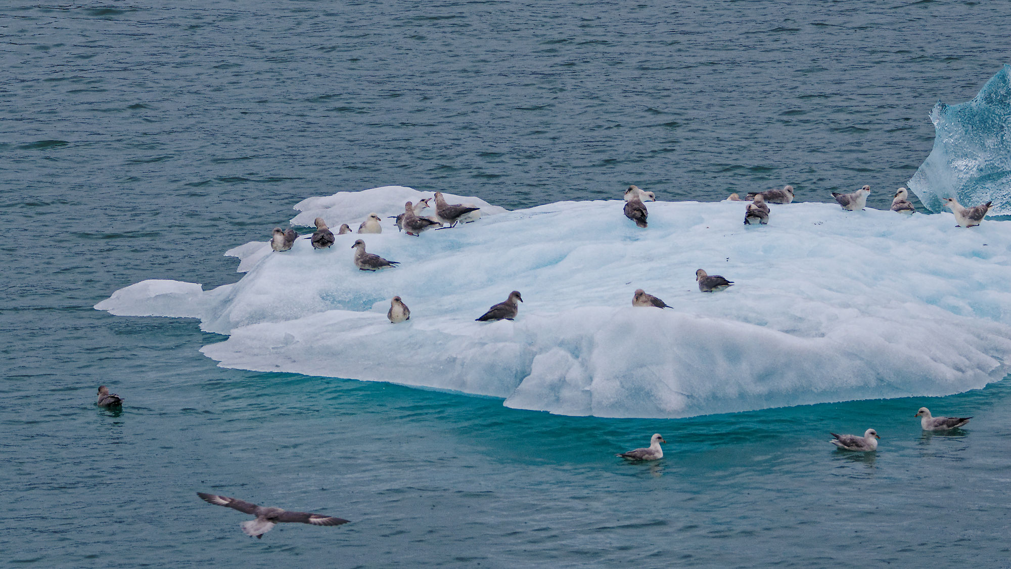 Eisberg im Kongsfjord mit Möwen. Arktische Landschaft, Natur und Tierwelt.