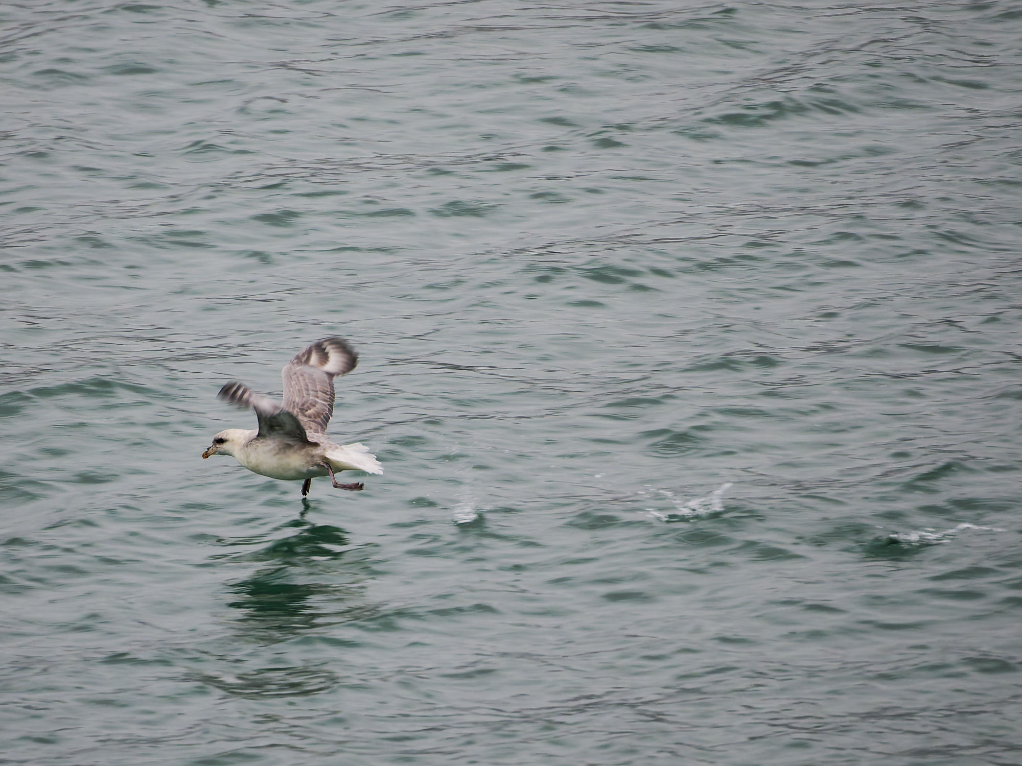 Eissturmvogel im Flug über das Meer. Arktische Tierwelt, Vogelbeobachtung.