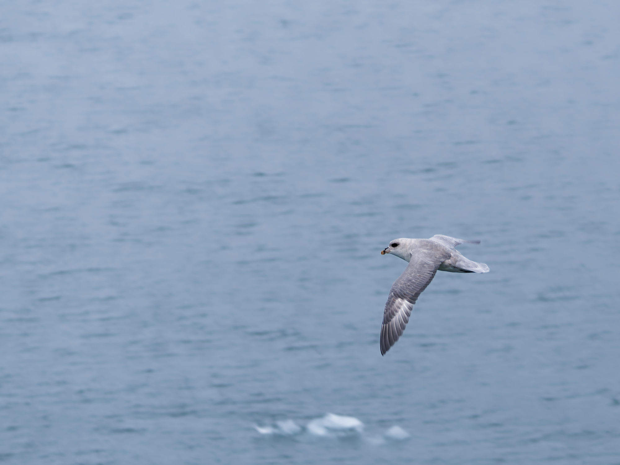 Eissturmvogel im Flug über Kongsfjorden, Spitzbergen. Arktische Vogelbeobachtung.
