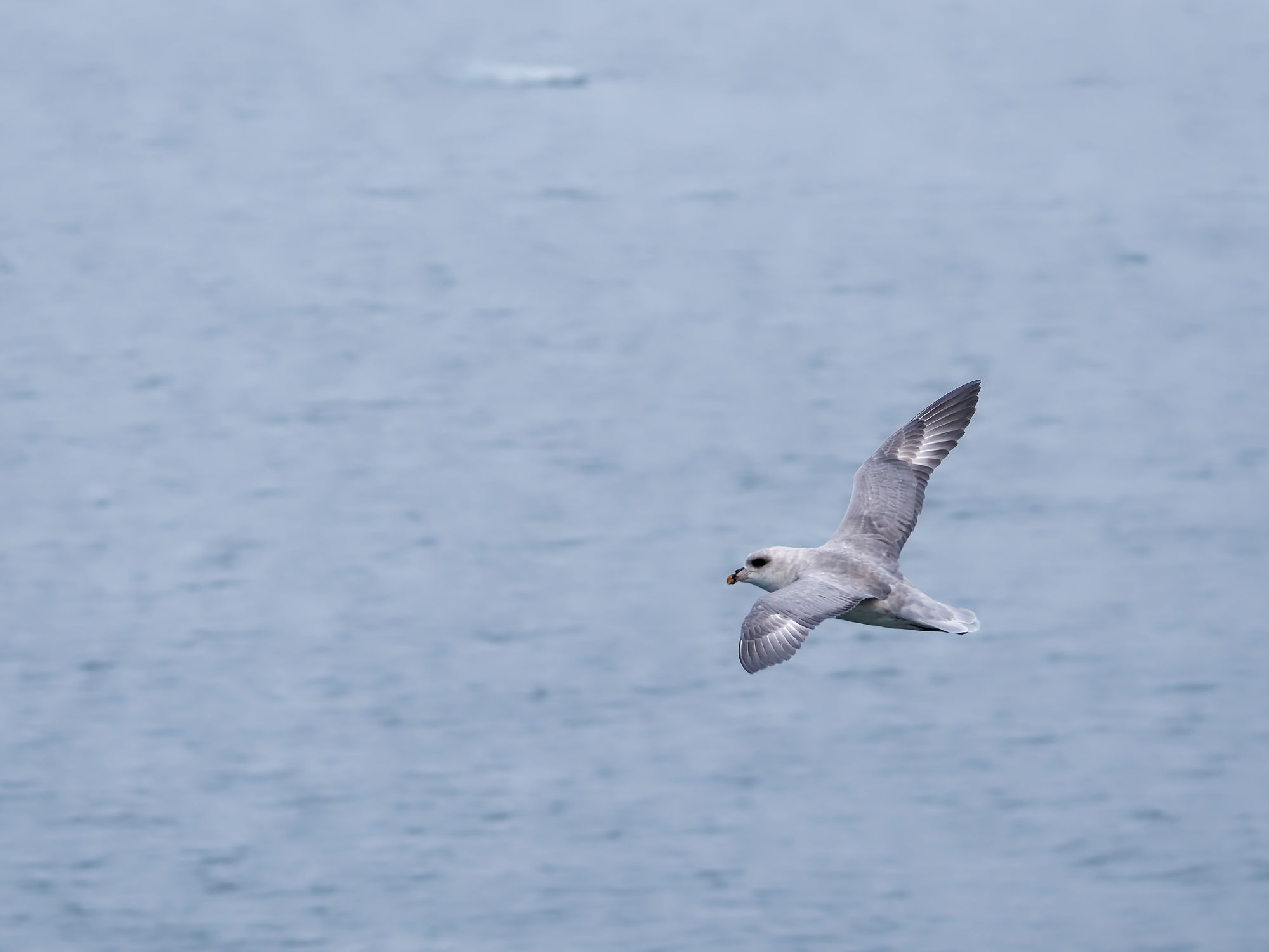 Eissturmvogel im Flug über Kongsfjorden, Spitzbergen. Arktische Vogelbeobachtung.