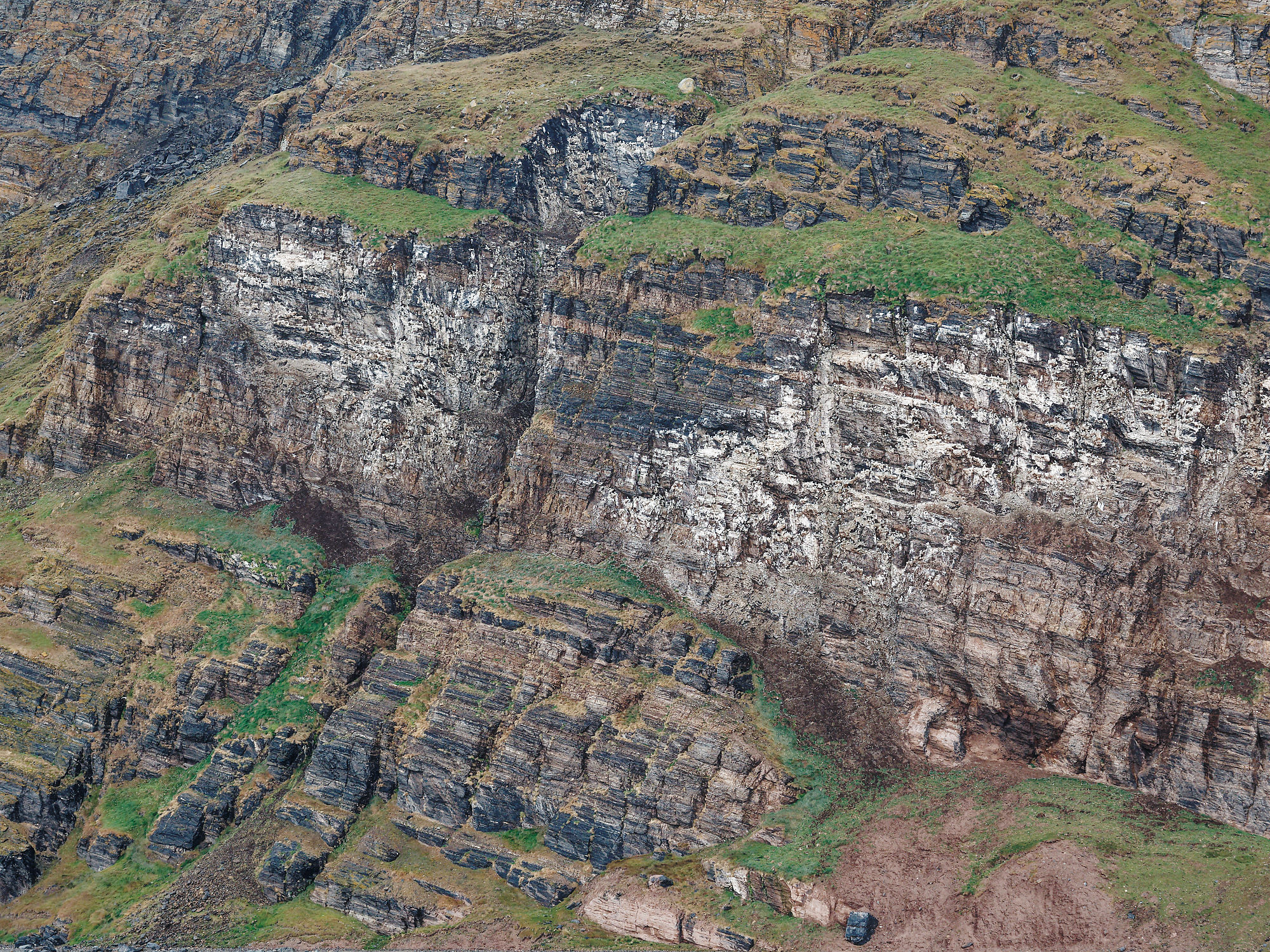 Felswand im Kongsfjorden, Spitzbergen. Schichtgestein mit Vegetation. Geologie und Natur.