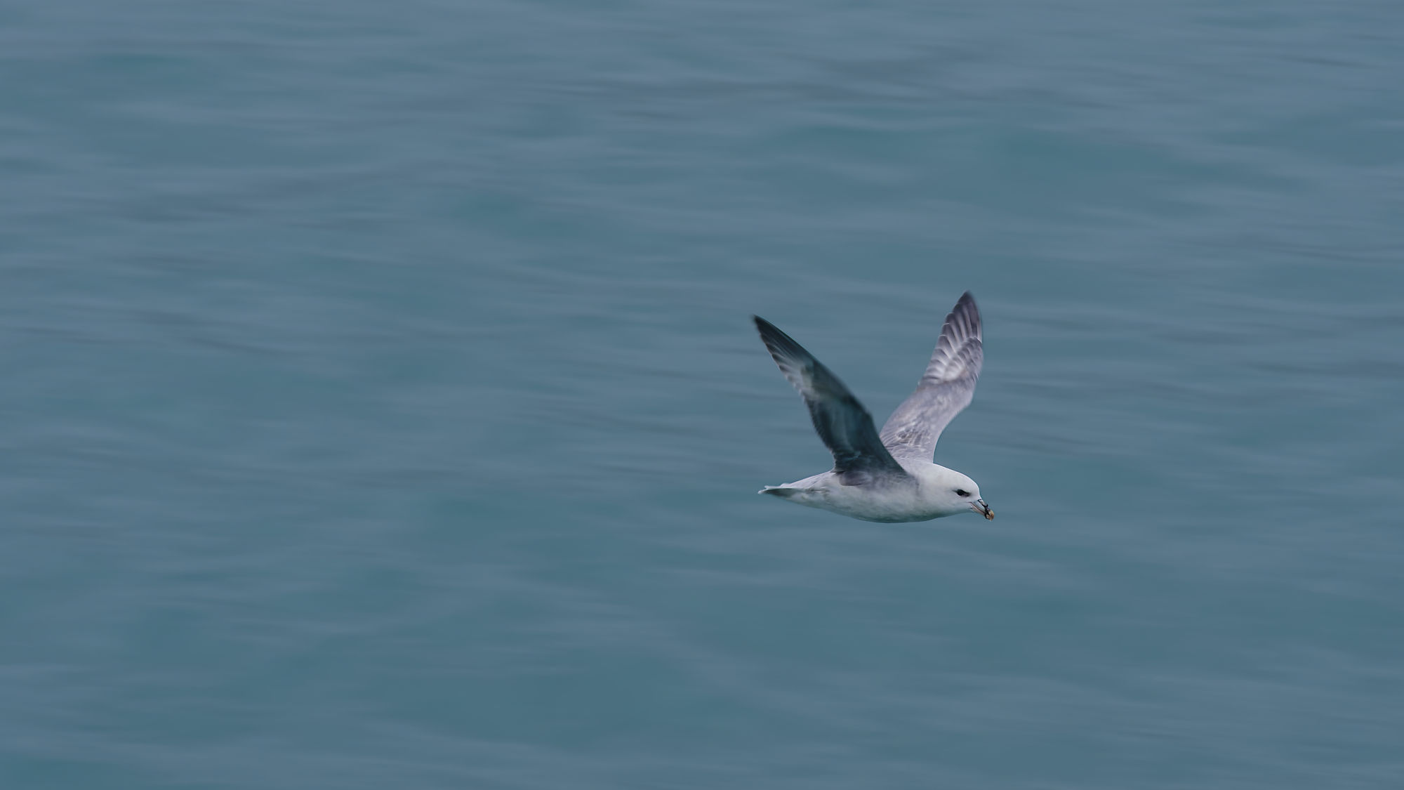 Eissturmvogel im Flug über Kongsfjorden, Spitzbergen. Arktische Vogelbeobachtung.