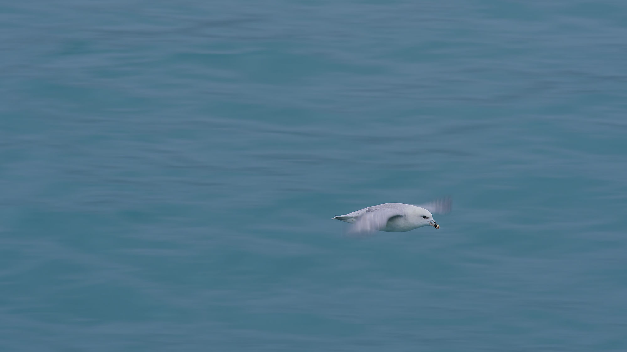 Eissturmvogel im Flug über Kongsfjorden, Spitzbergen. Arktische Vogelbeobachtung.