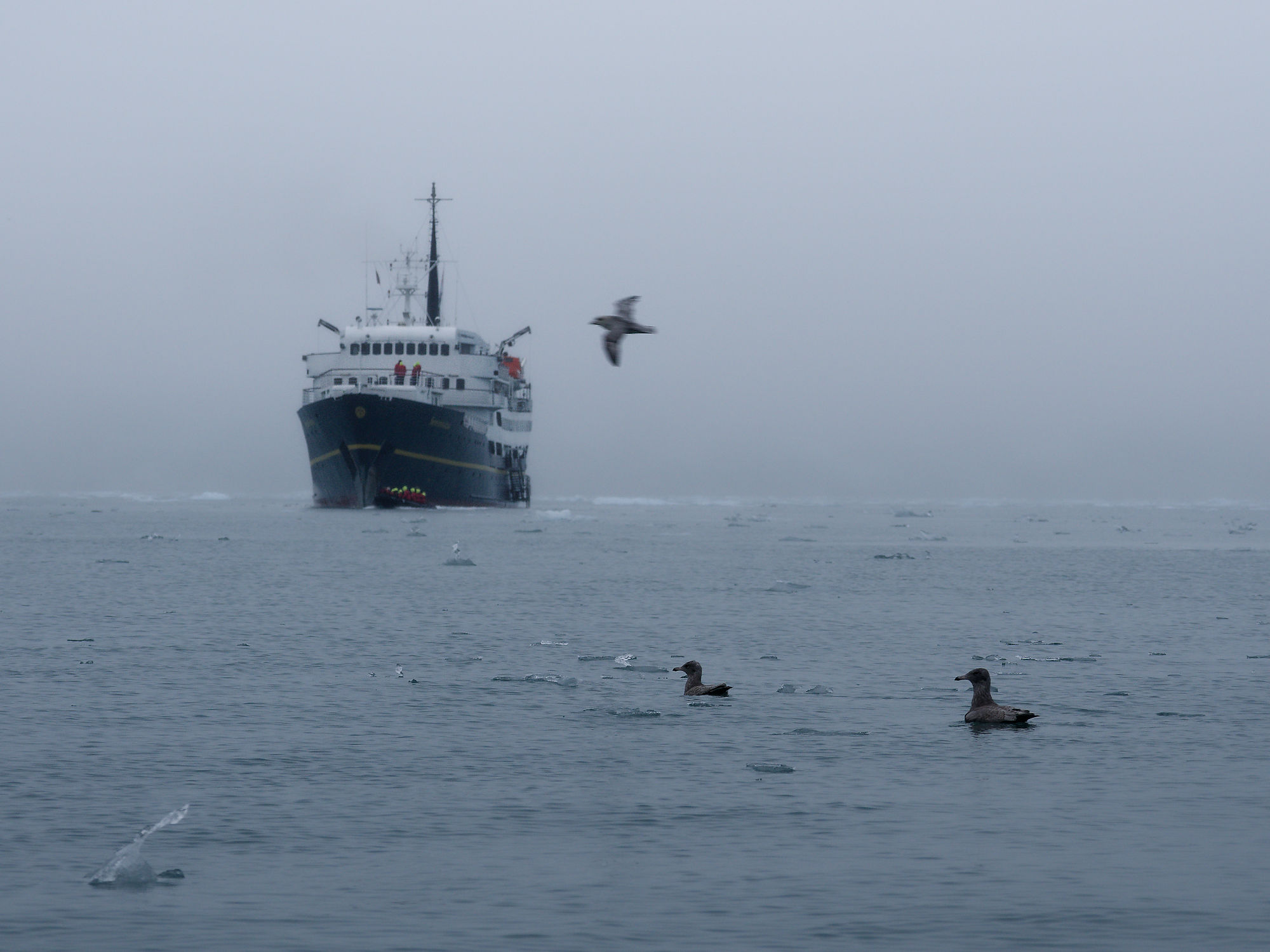Schiff im Liefdefjorden, Spitzbergen. Vögel schwimmen im eisigen Wasser, ein weiterer fliegt. Nebel.