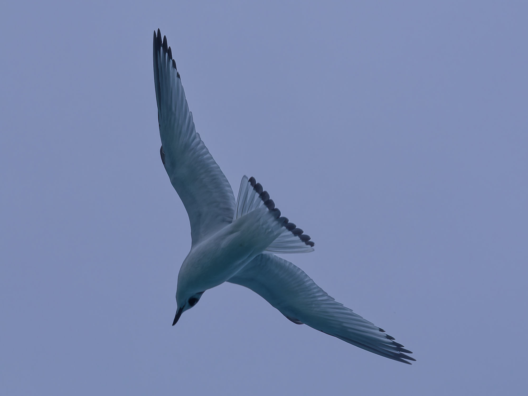 Fliegende Möwe am Himmel. Vogel im Flug mit ausgebreiteten Flügeln. Tierbeobachtung.