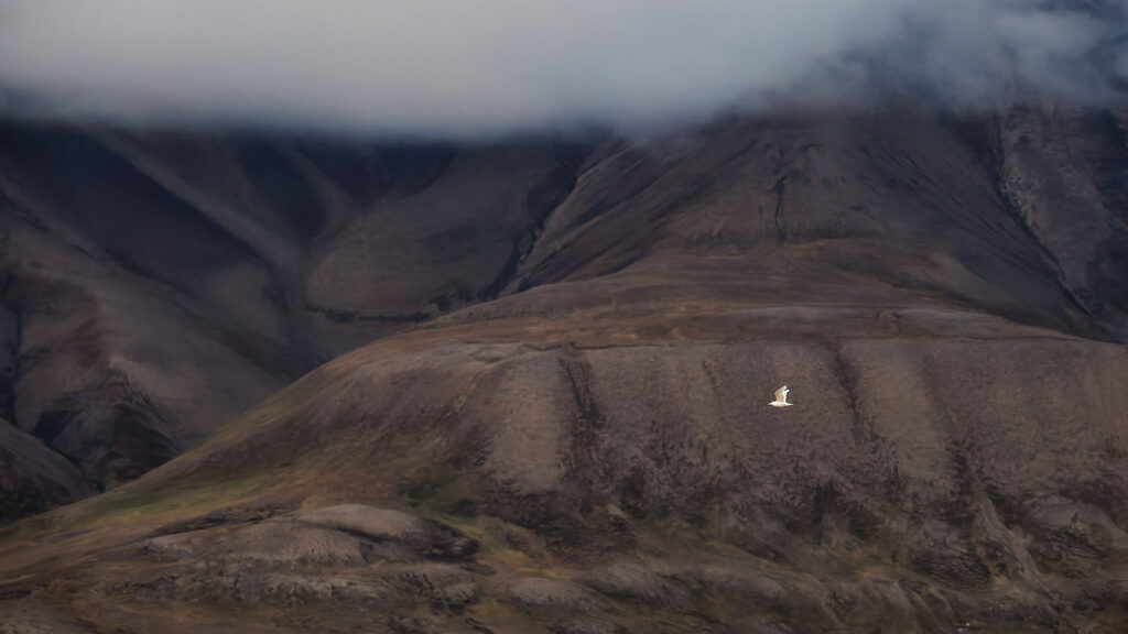 Longyearbyen, Spitzbergen: Vogel fliegt vor Berglandschaft mit Wolken. Natur, Reise.