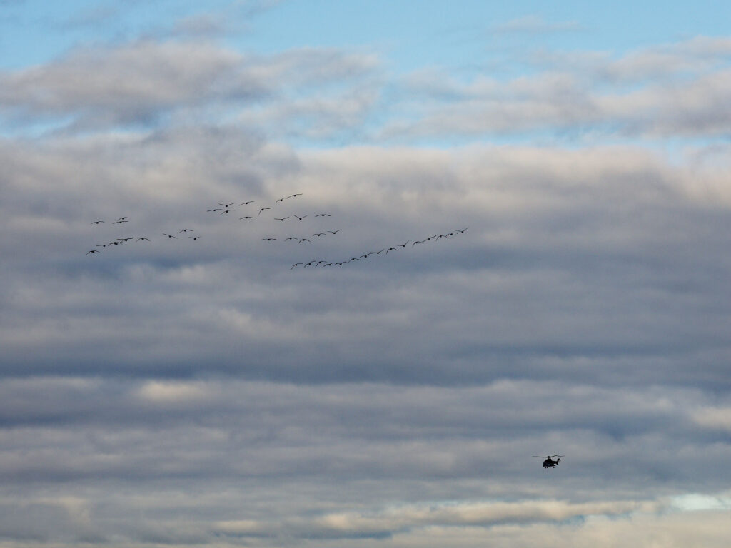 Longyearbyen Himmel: Vogelschwarm und Hubschrauber unter bewölktem Himmel. Natur und Technik.