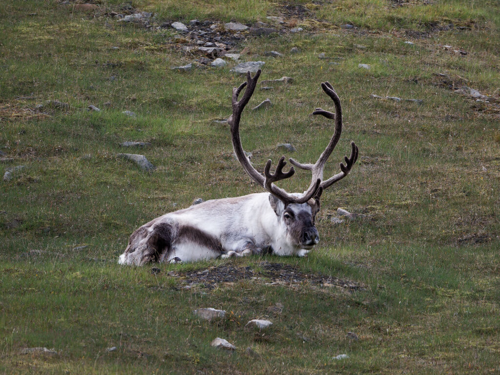 Rentier in Longyearbyen, Spitzbergen. Arktisches Rentier liegt im Gras. Tierbeobachtung.