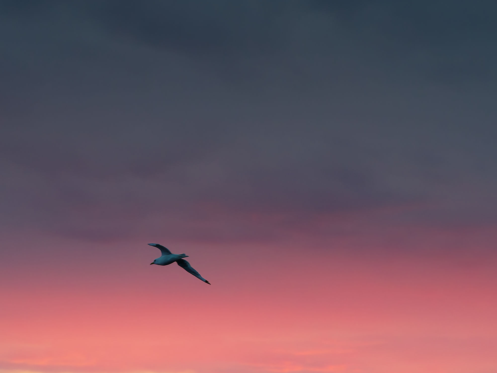 Möwe im Flug vor rosa-lila Himmel. Vogel fliegt im Abendrot. Naturfotografie.