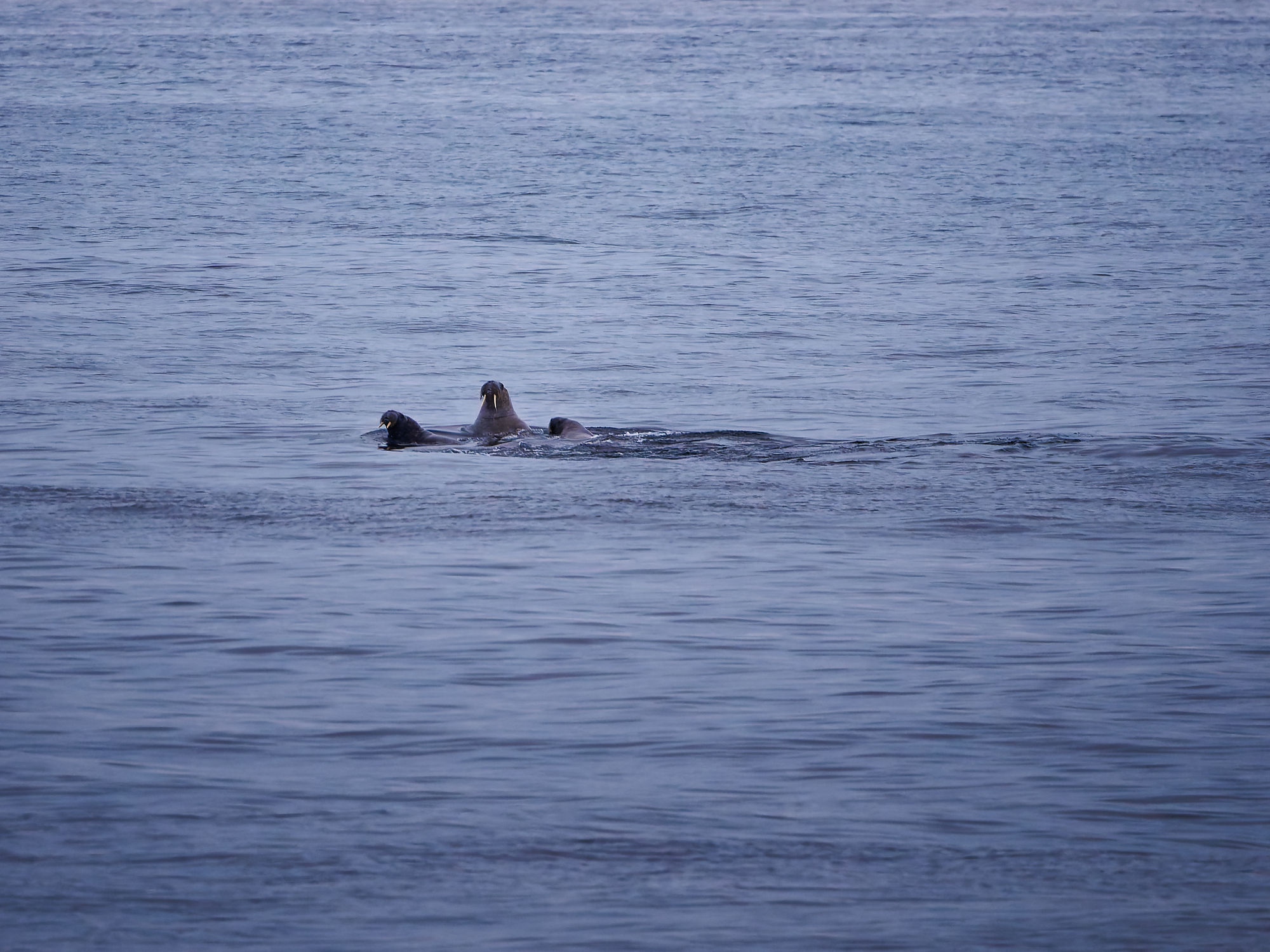 Walrosse im Wasser. Arktische Tierwelt, Meeressäuger.