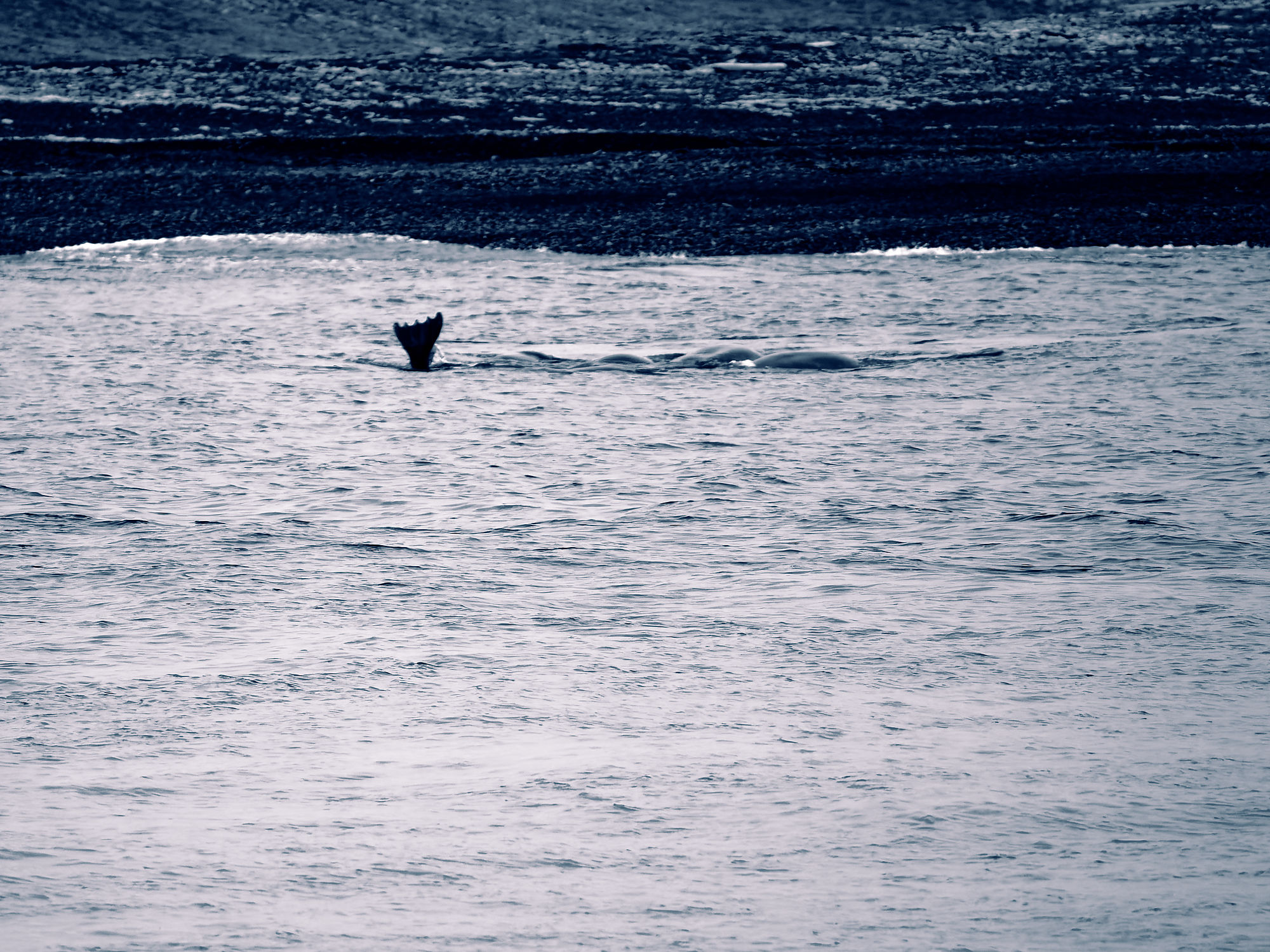 Walross im Wasser. Schwimmendes Tier mit Flosse im Meer. #Walross #Meerestier