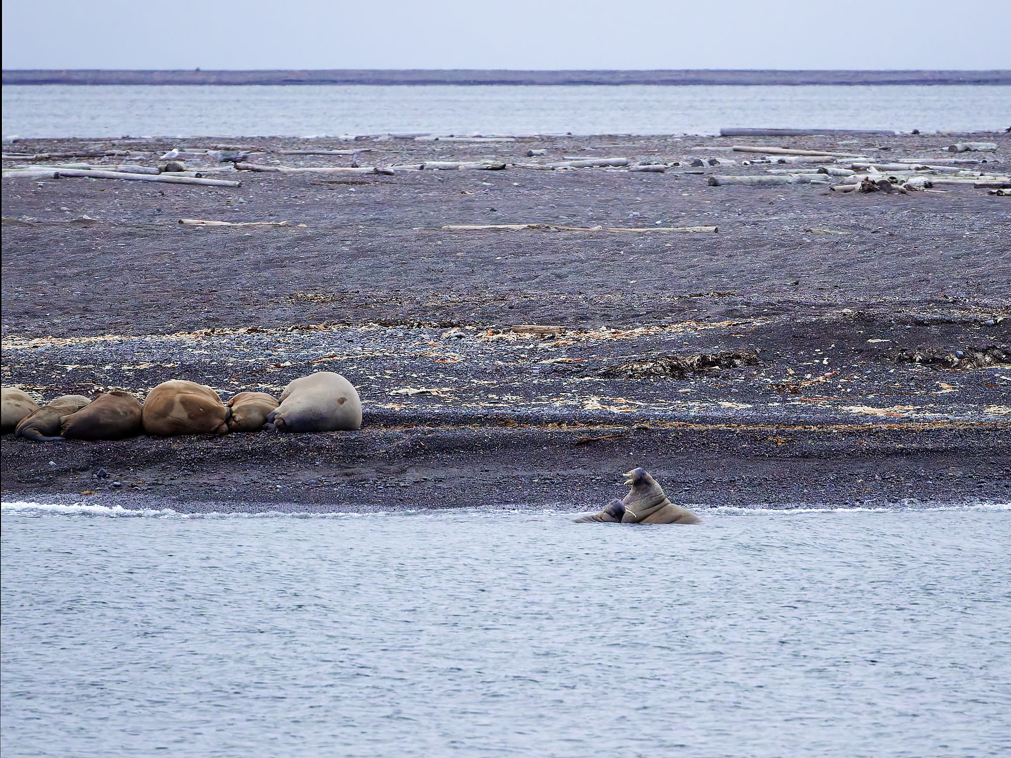 Walrosse am Strand von Moffen, Spitzbergen. Arktische Tierwelt, Meeressäuger.