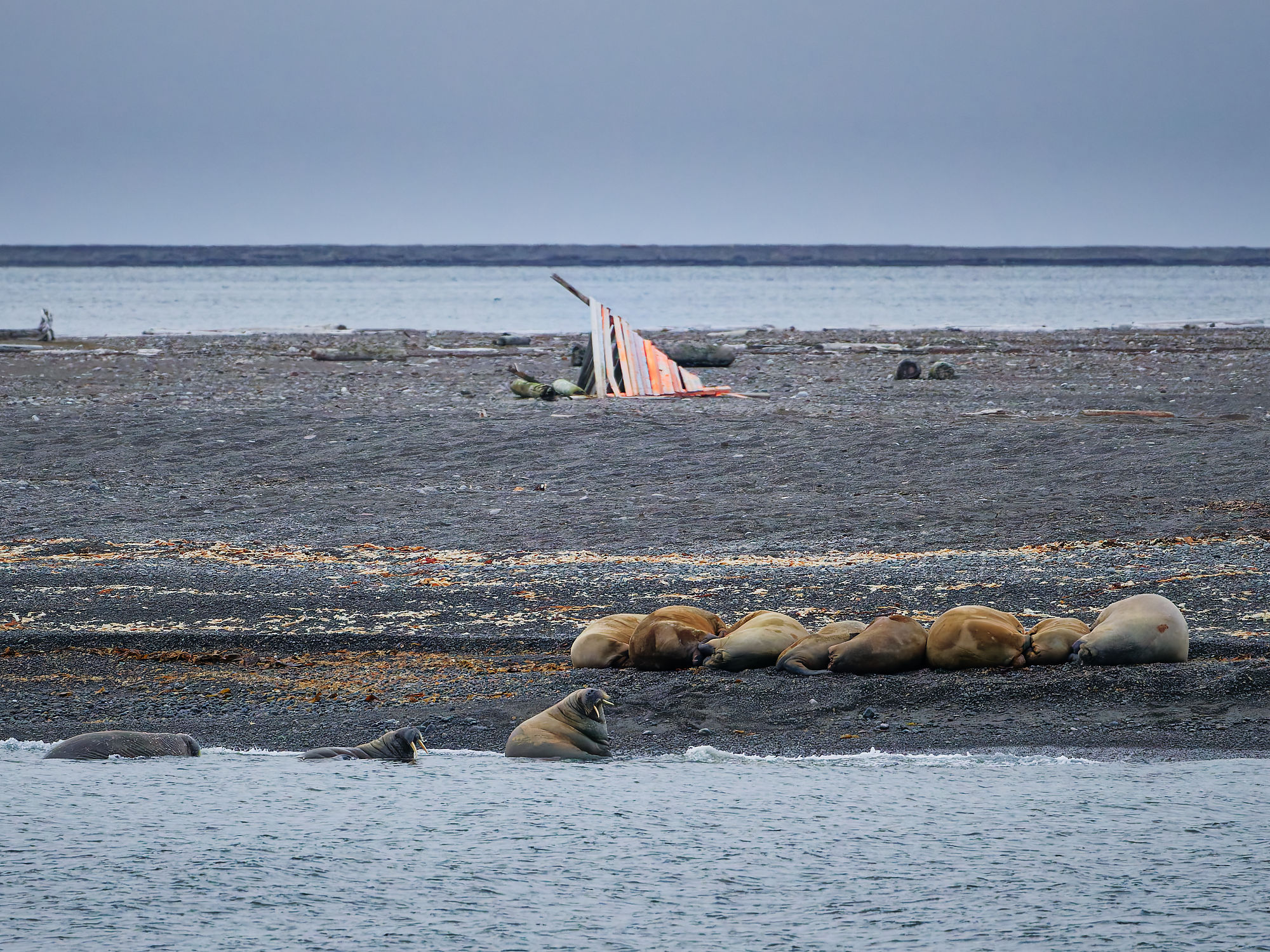 Walrosse am Strand von Moffen, Spitzbergen. Arktische Tierwelt, Meeressäuger.