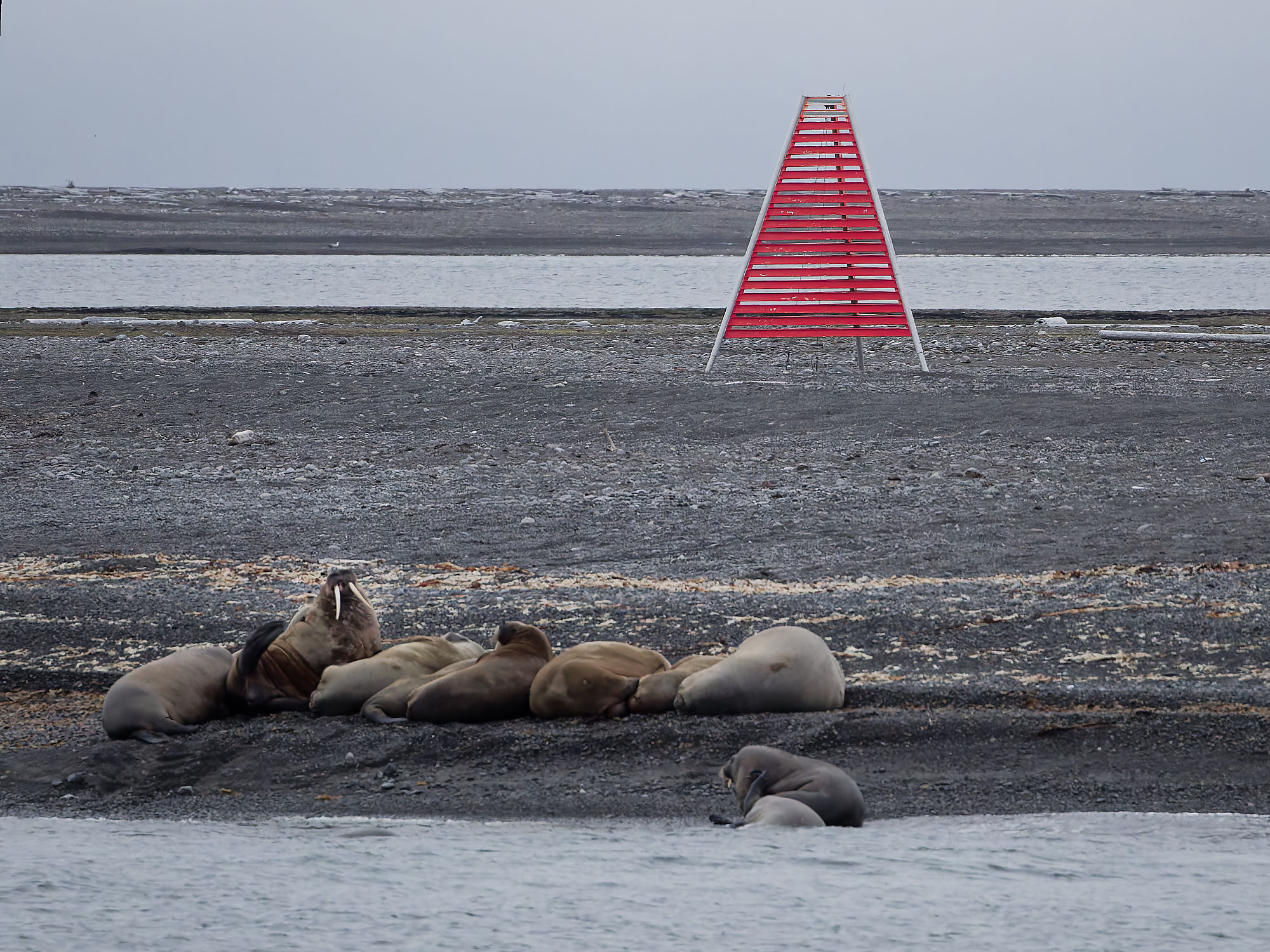 Walrosse am Strand von Moffen, Spitzbergen. Arktische Tierwelt, Meeressäuger.