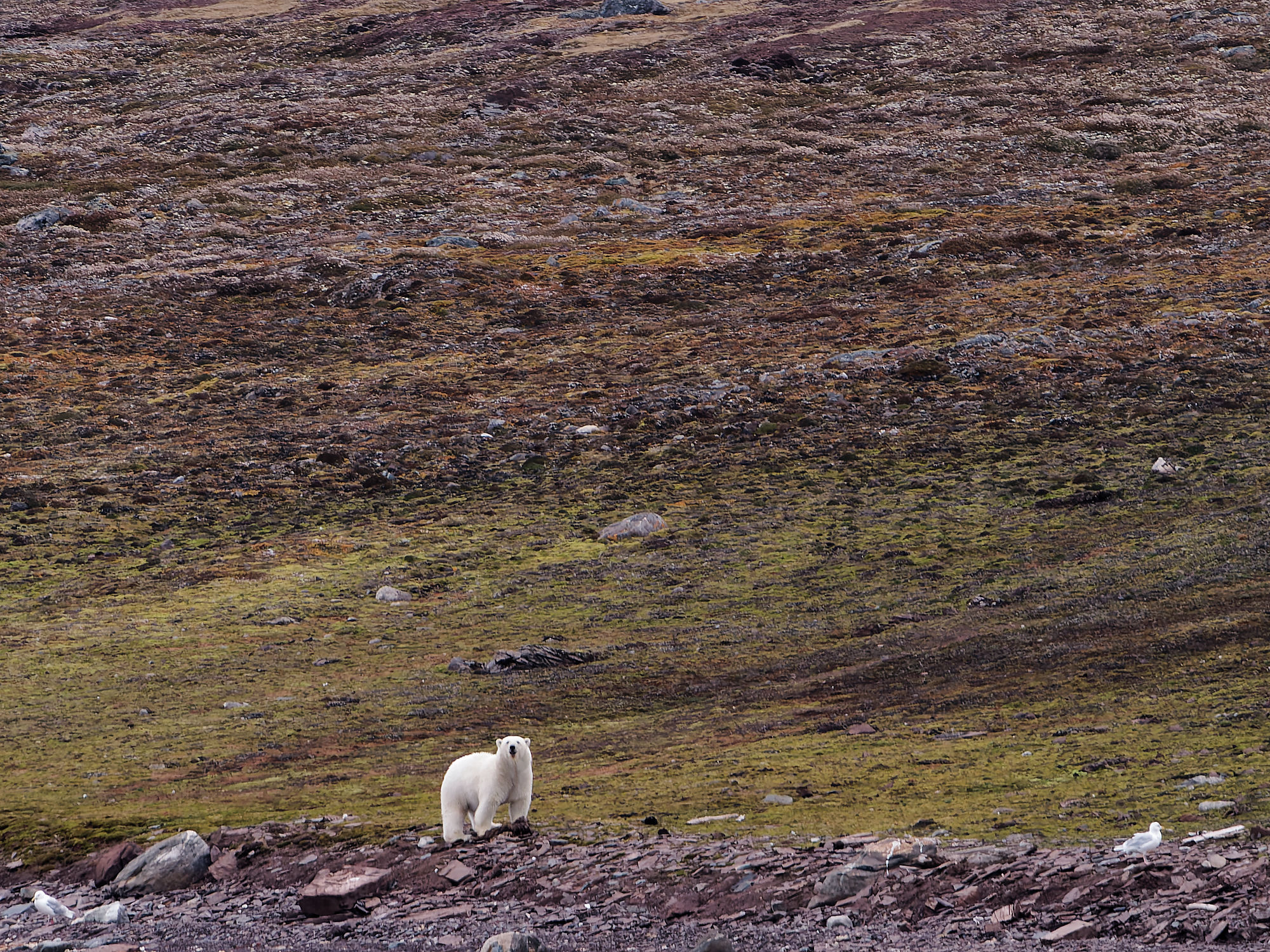 Eisbär in arktischer Landschaft. Weißer Bär steht auf Felsen, grüne Hügel im Hintergrund. Naturfotografie.