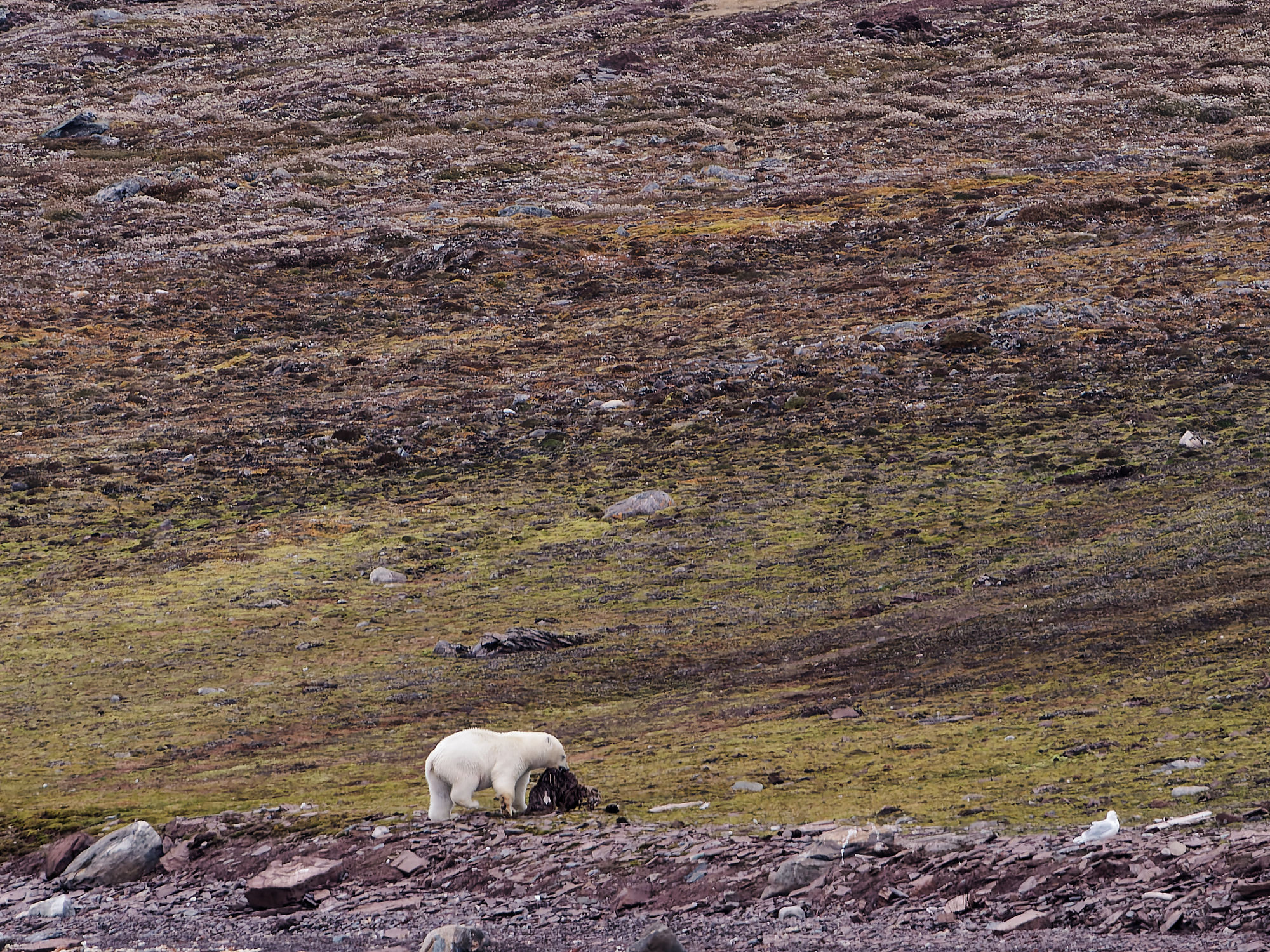 Eisbär mit Beute in arktischer Landschaft. Wildtier-Fotografie.