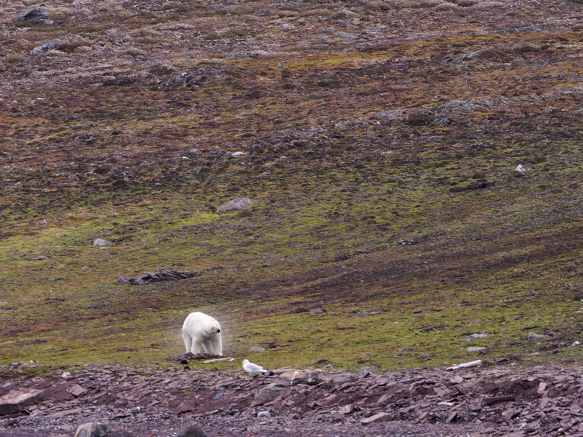 Eisbär in arktischer Landschaft. Weißer Bär und Möwen auf Felsen und grüner Tundra. Wildtiere in der Natur.
