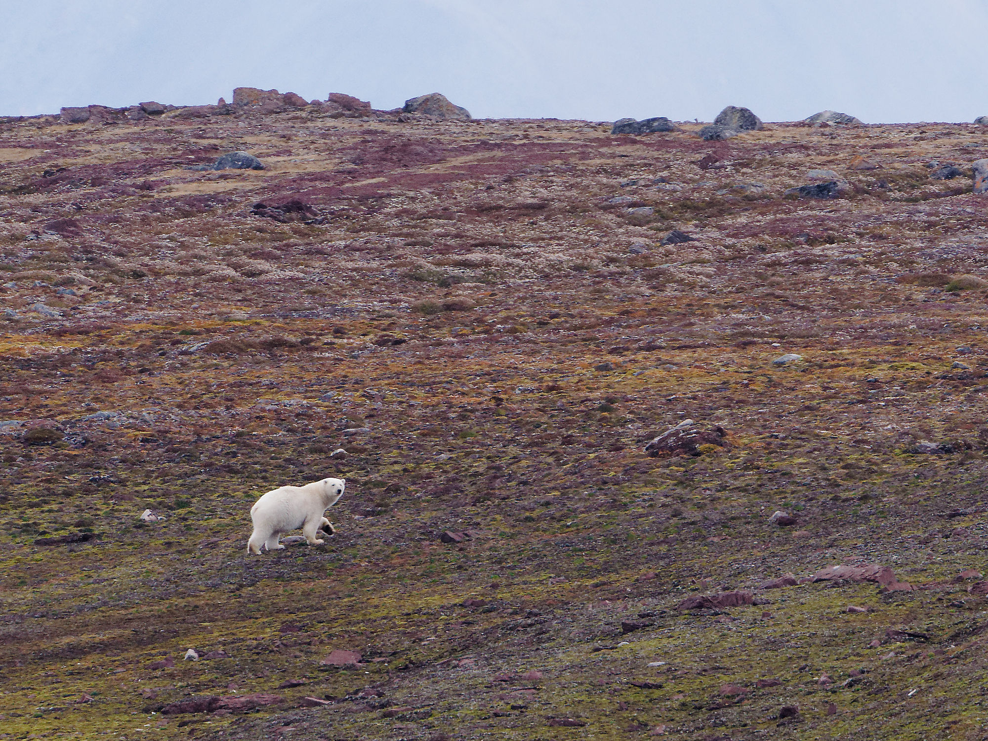 Eisbär in arktischer Landschaft. Weißer Bär wandert über felsiges Gelände. Wildtiere in der Natur.