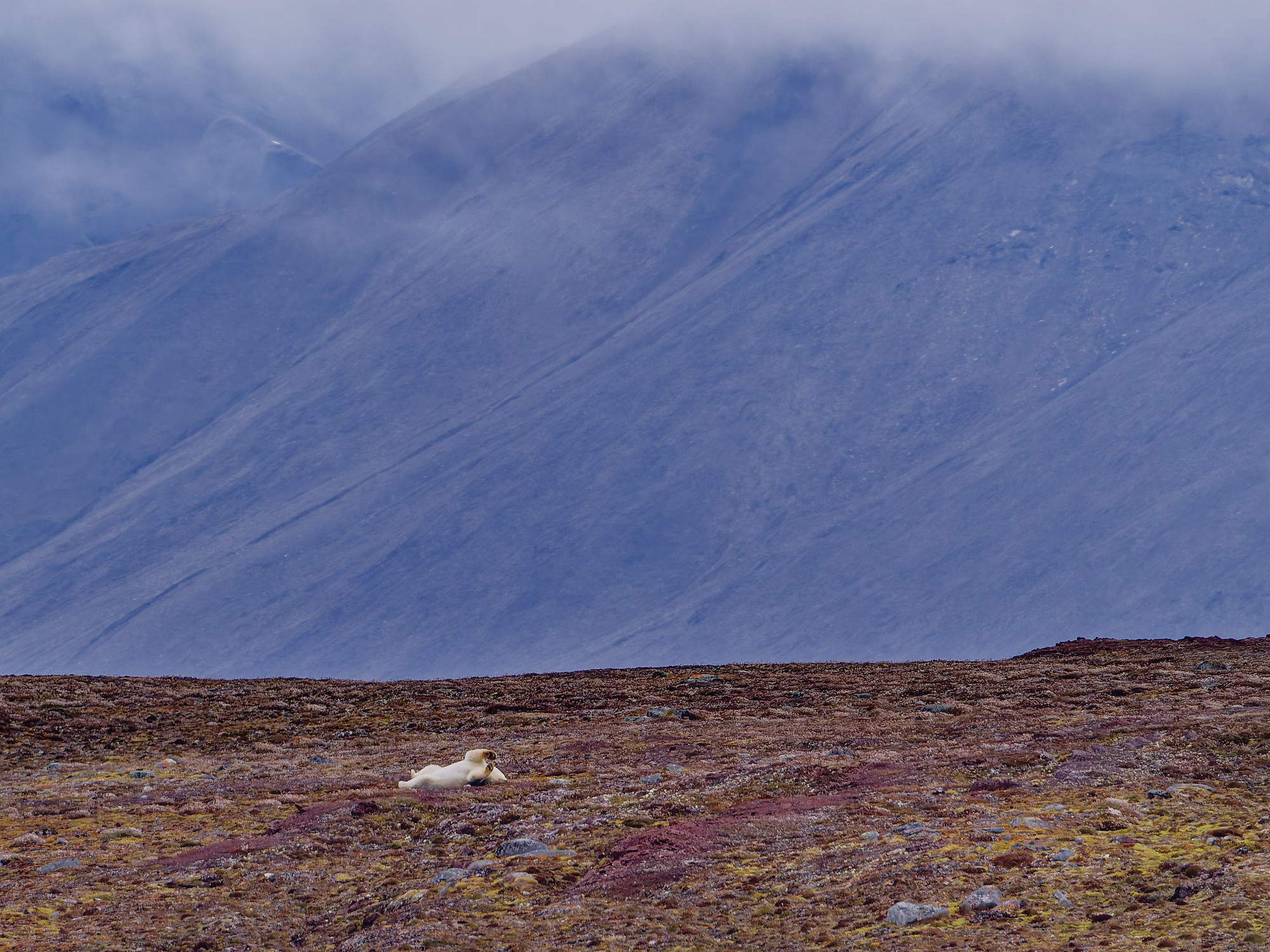 Eisbär ruht in arktischer Landschaft. Berge im Hintergrund. Wildtier, Natur.