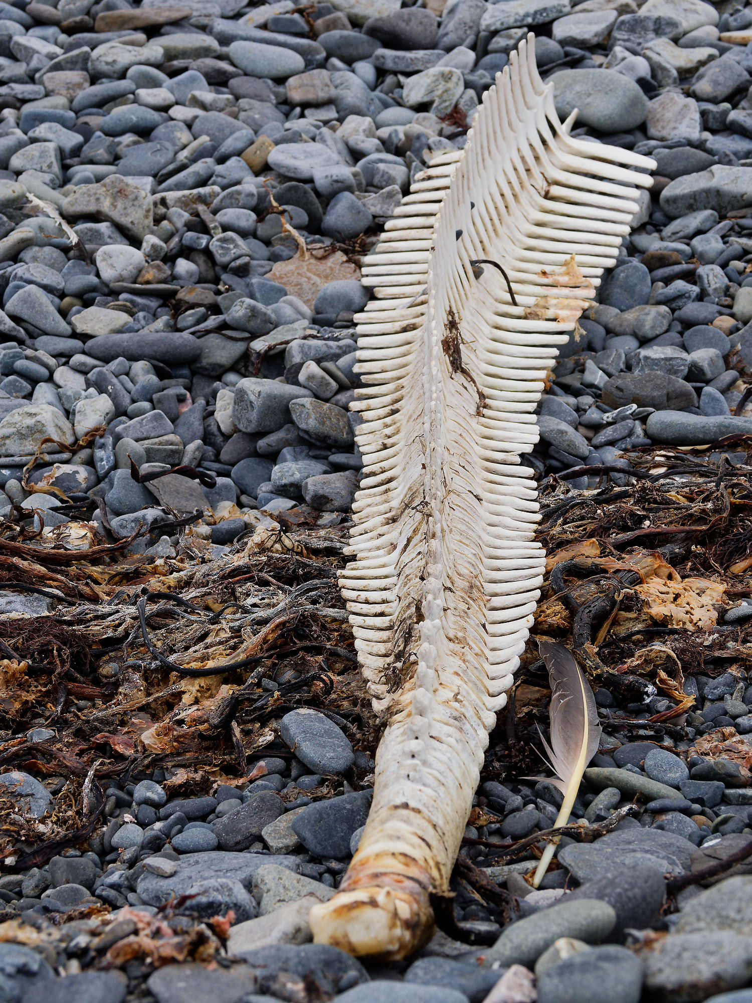 Walknochen auf Kiesstrand. Walfischbarten, Feder, Steine, Treibholz. Natur, Küste.