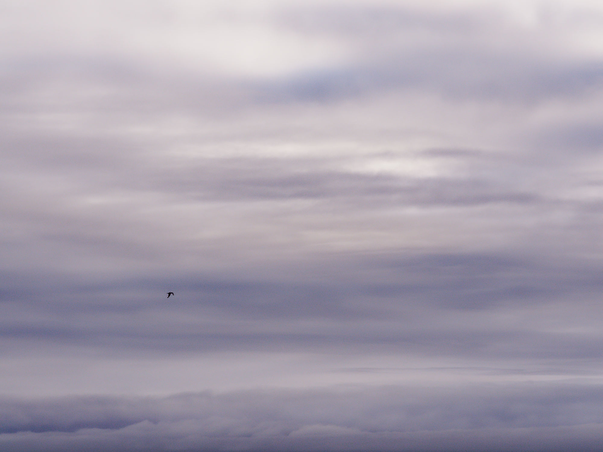 Bewölkter Himmel mit Vogel im Flug. Naturfotografie.