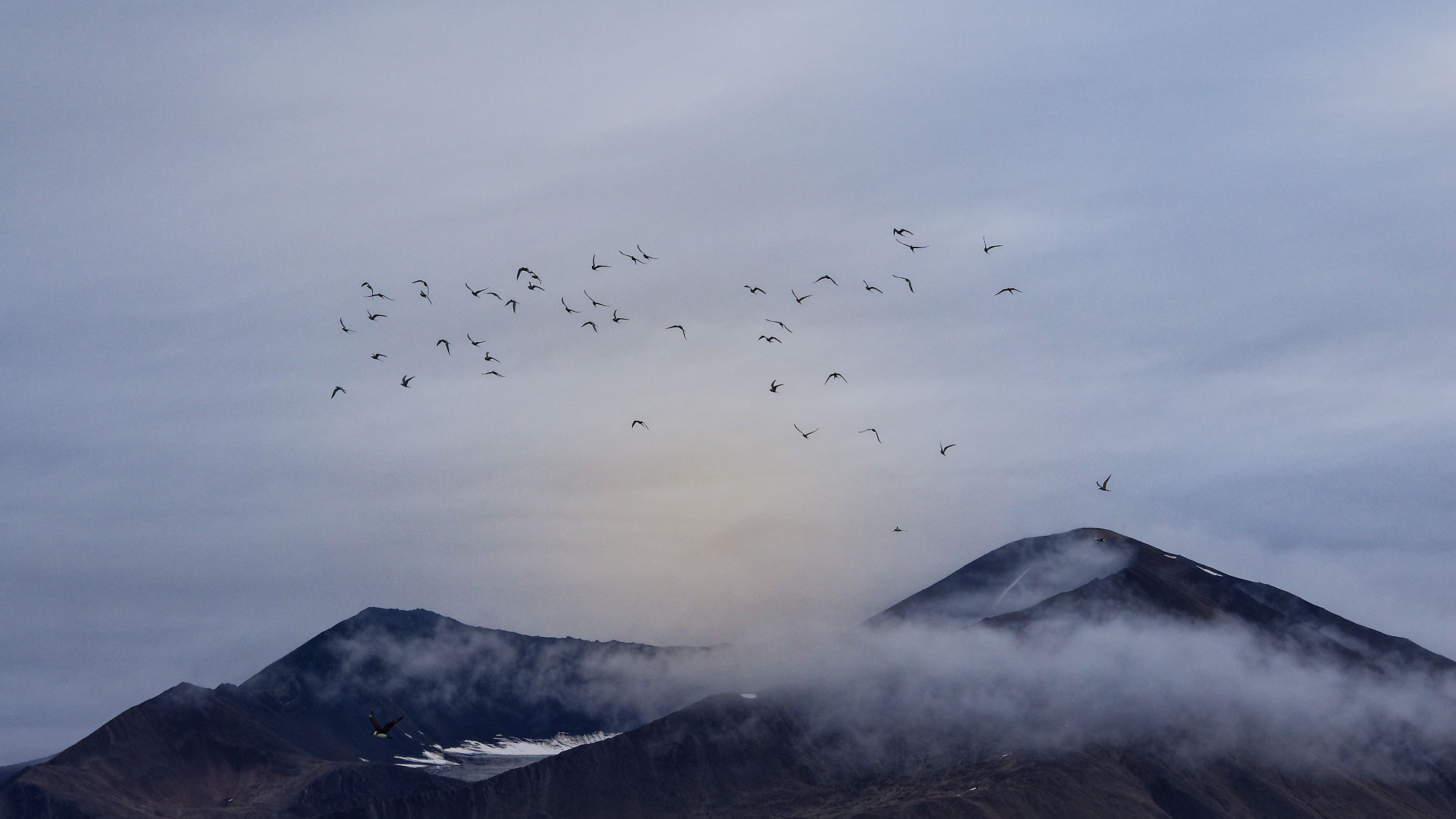 Woodfjorden Landschaft: Berge im Nebel, Vogelschwarm am Himmel. Naturfotografie.