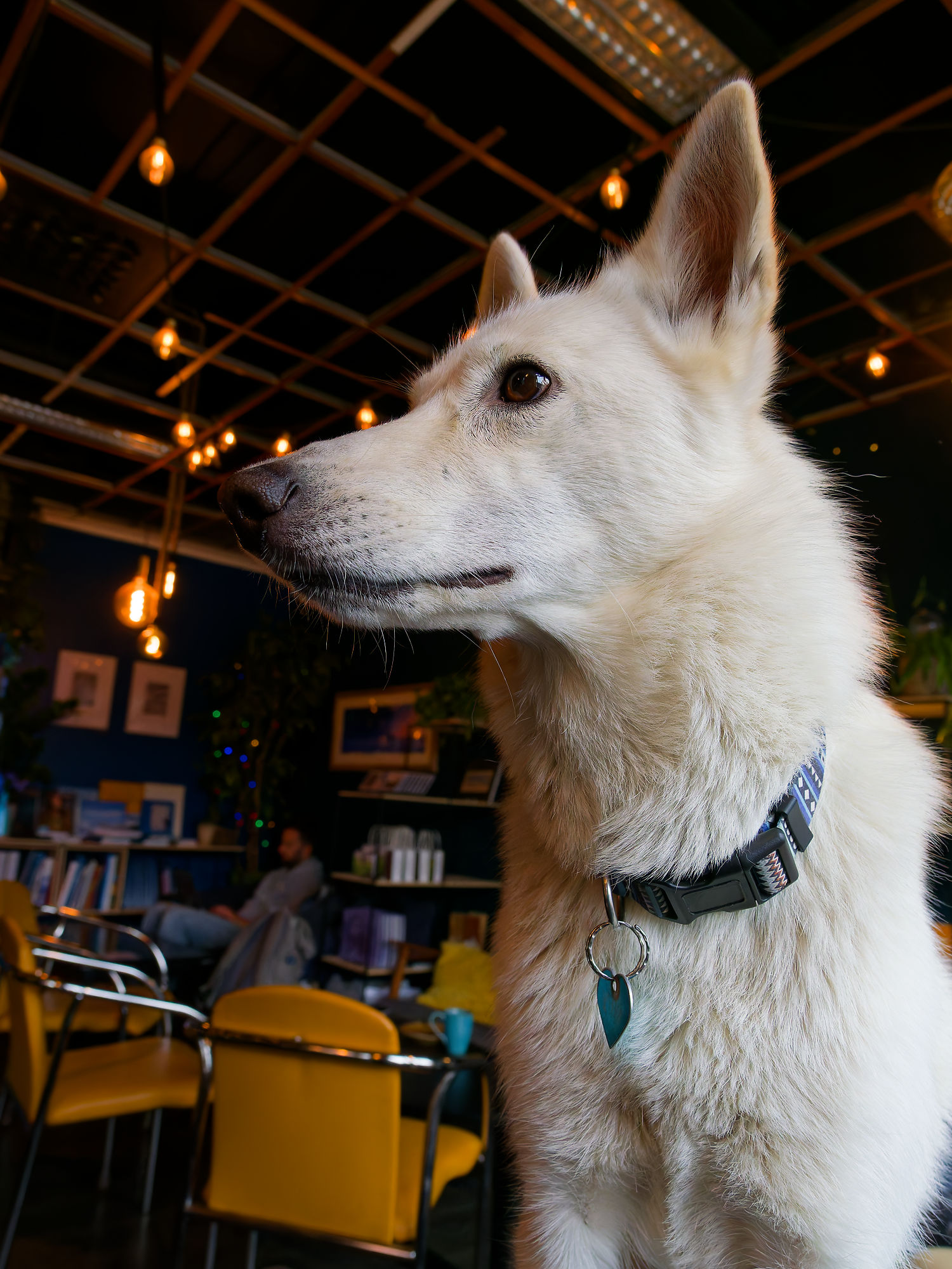 Weißer Husky im Café. Hund mit Halsband, aufmerksam. Tierporträt, Haustier.