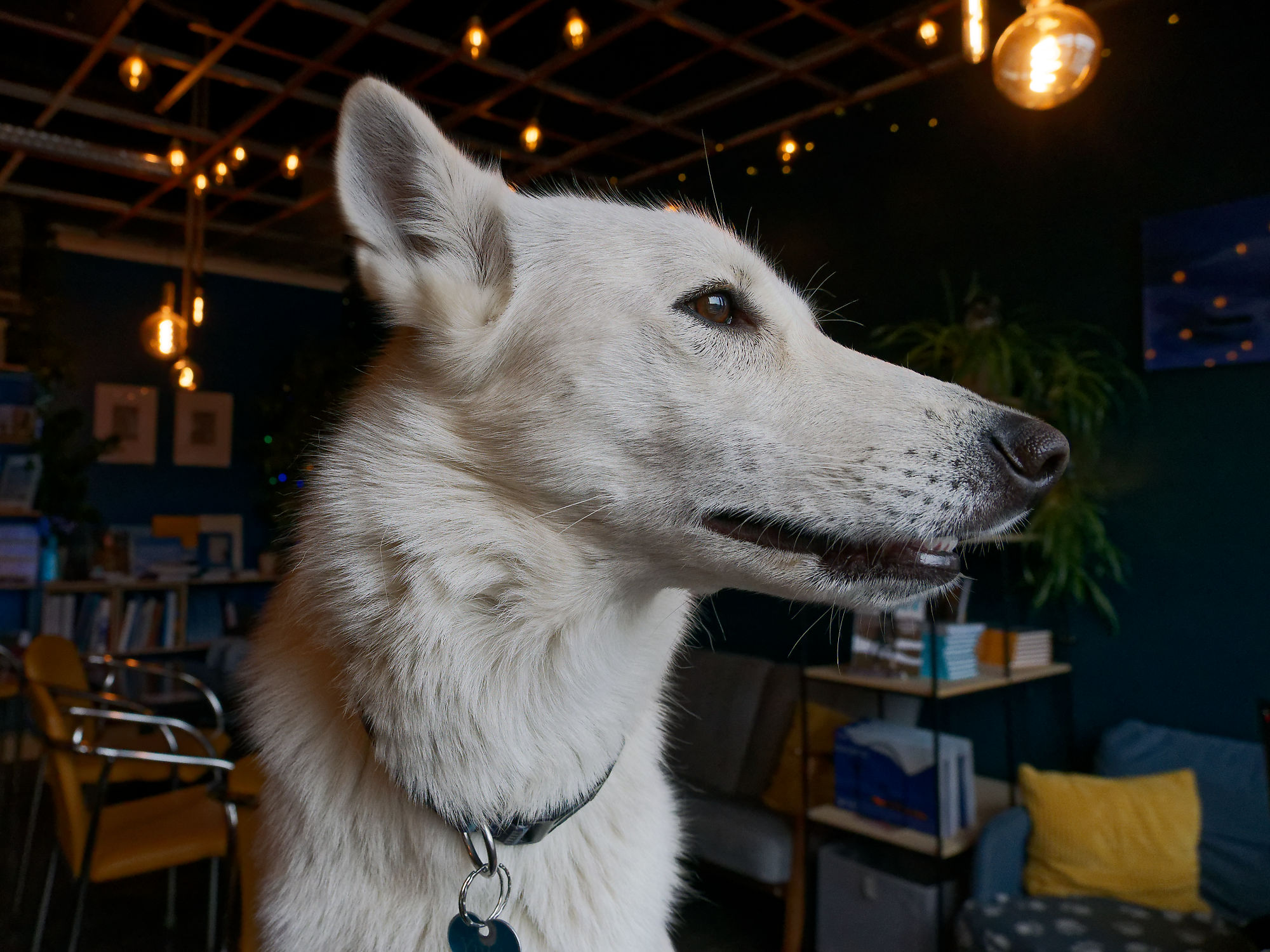 Weißer Husky im Café. Porträt des Hundes mit Halsband. Tierfotografie.