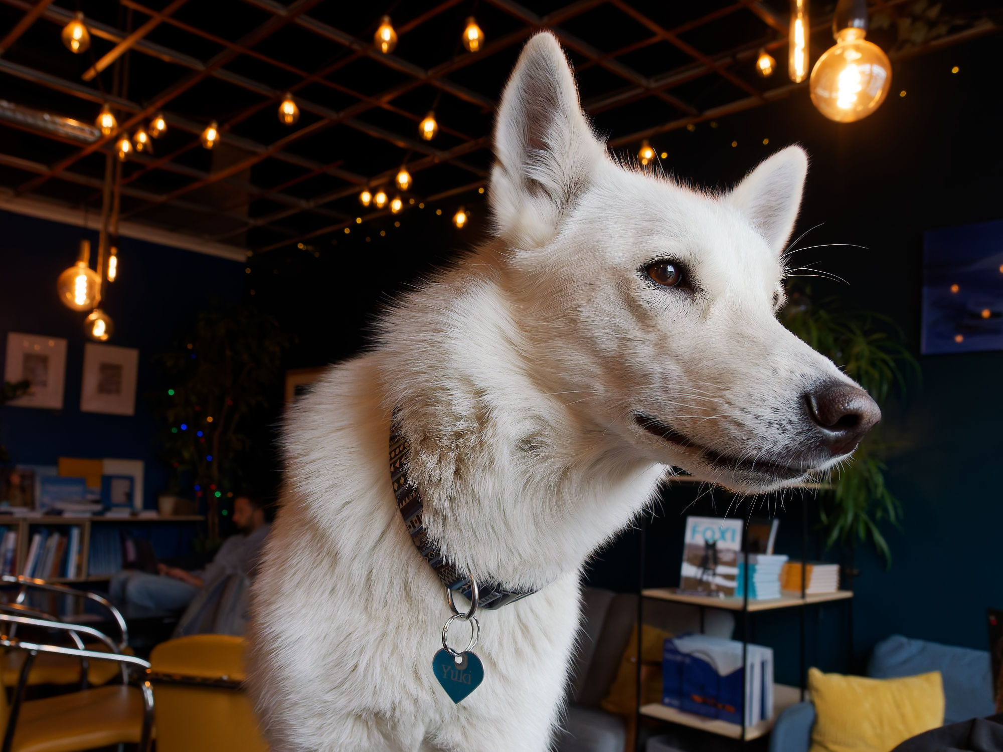 Weißer Husky im Café. Porträt des Hundes mit Halsband. Tierfotografie.